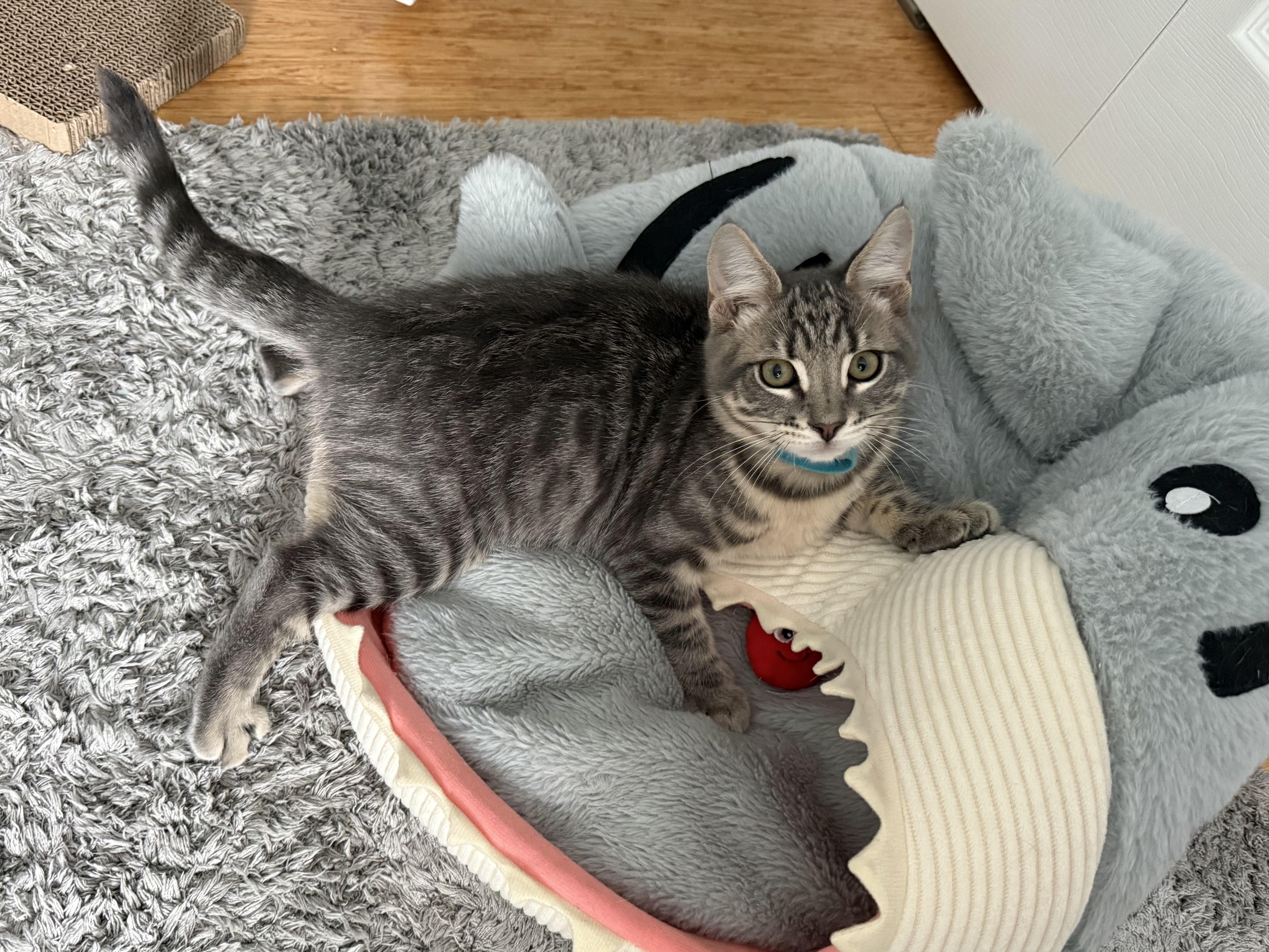 Simon, a Adoptable Domestic Short Hair in Hellertown, PA image 1/2