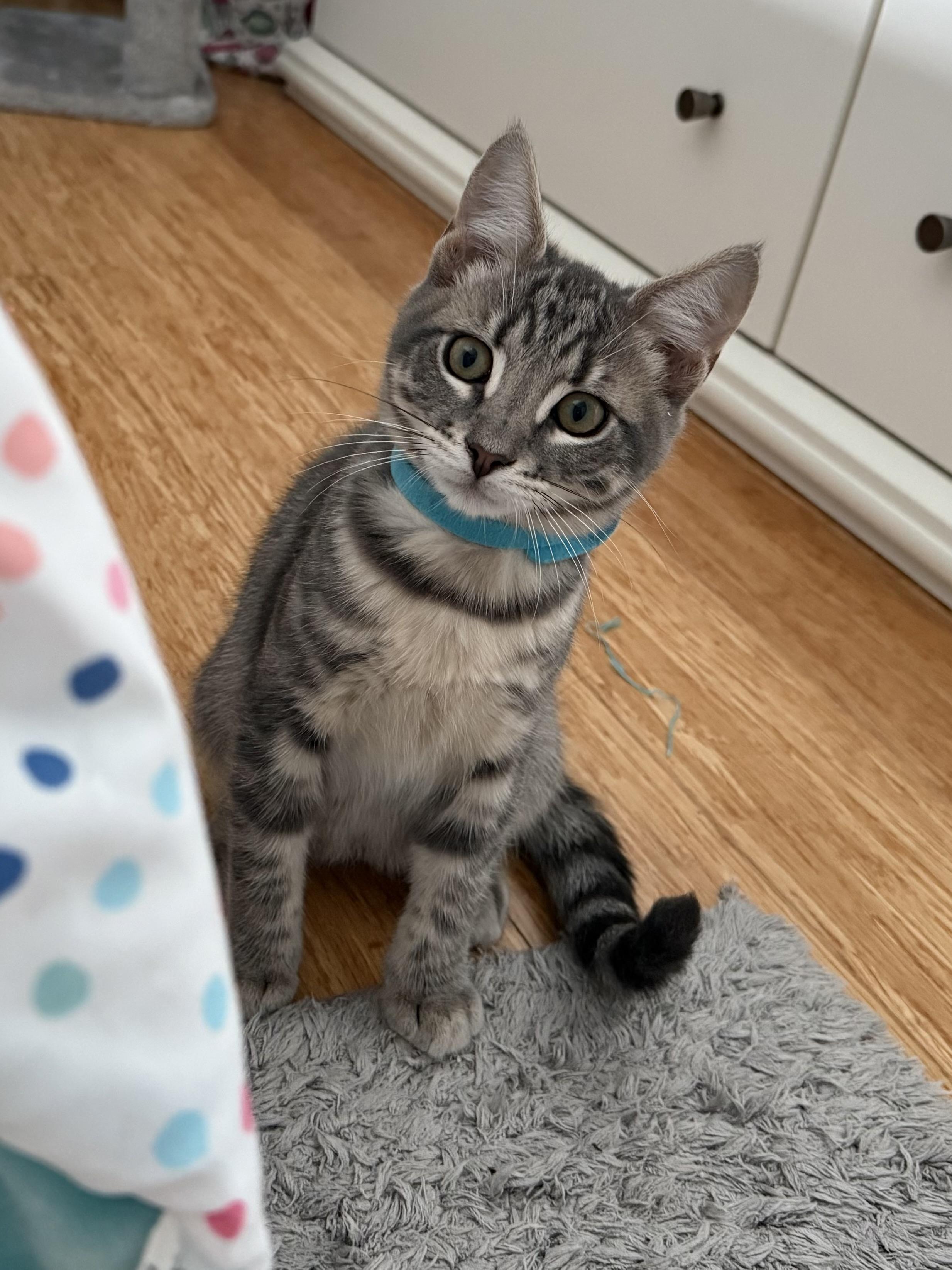 Simon, a Adoptable Domestic Short Hair in Hellertown, PA image 2/2