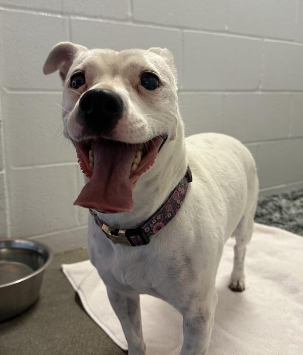 Star, Adoptable, Adult Female Pit Bull Terrier & American Bulldog.