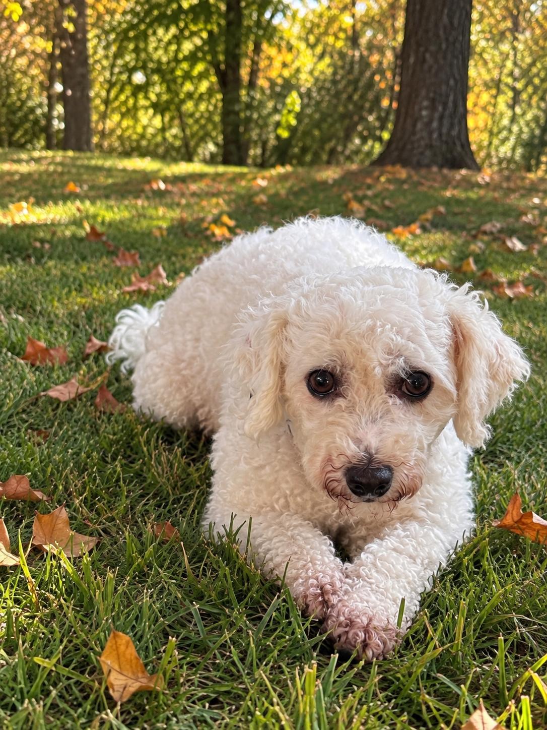 Enlarge Martha 0590, a Adoptable Bichon Frise in Boca Raton, FL image 1/2