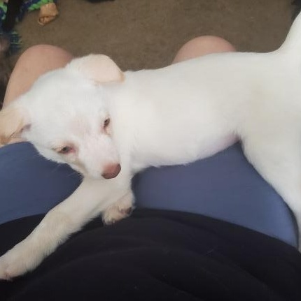 MARSHMALLOW