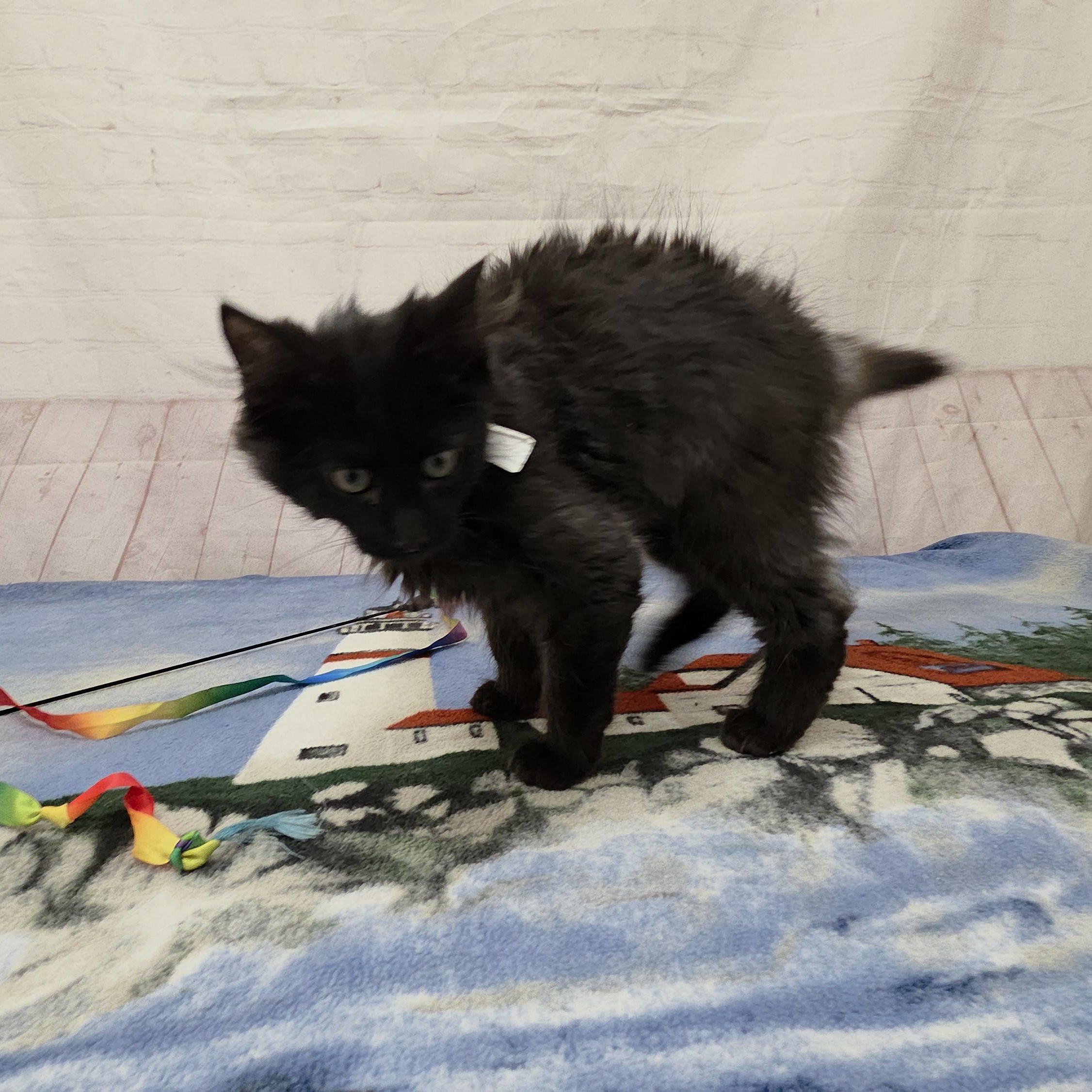 Enlarge Narwahl, an adopted Domestic Medium Hair in Red Wing, MN image 4/4