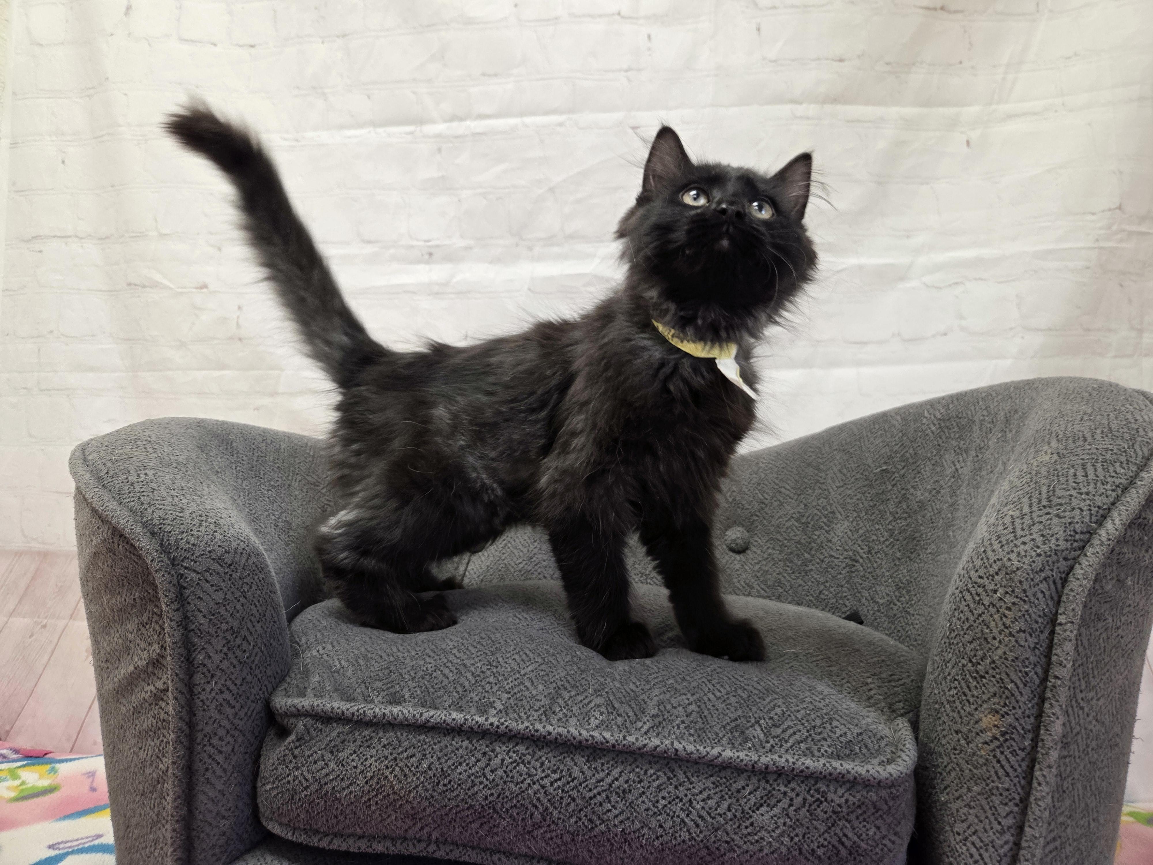 Enlarge Narwahl, an adopted Domestic Medium Hair in Red Wing, MN image 1/4