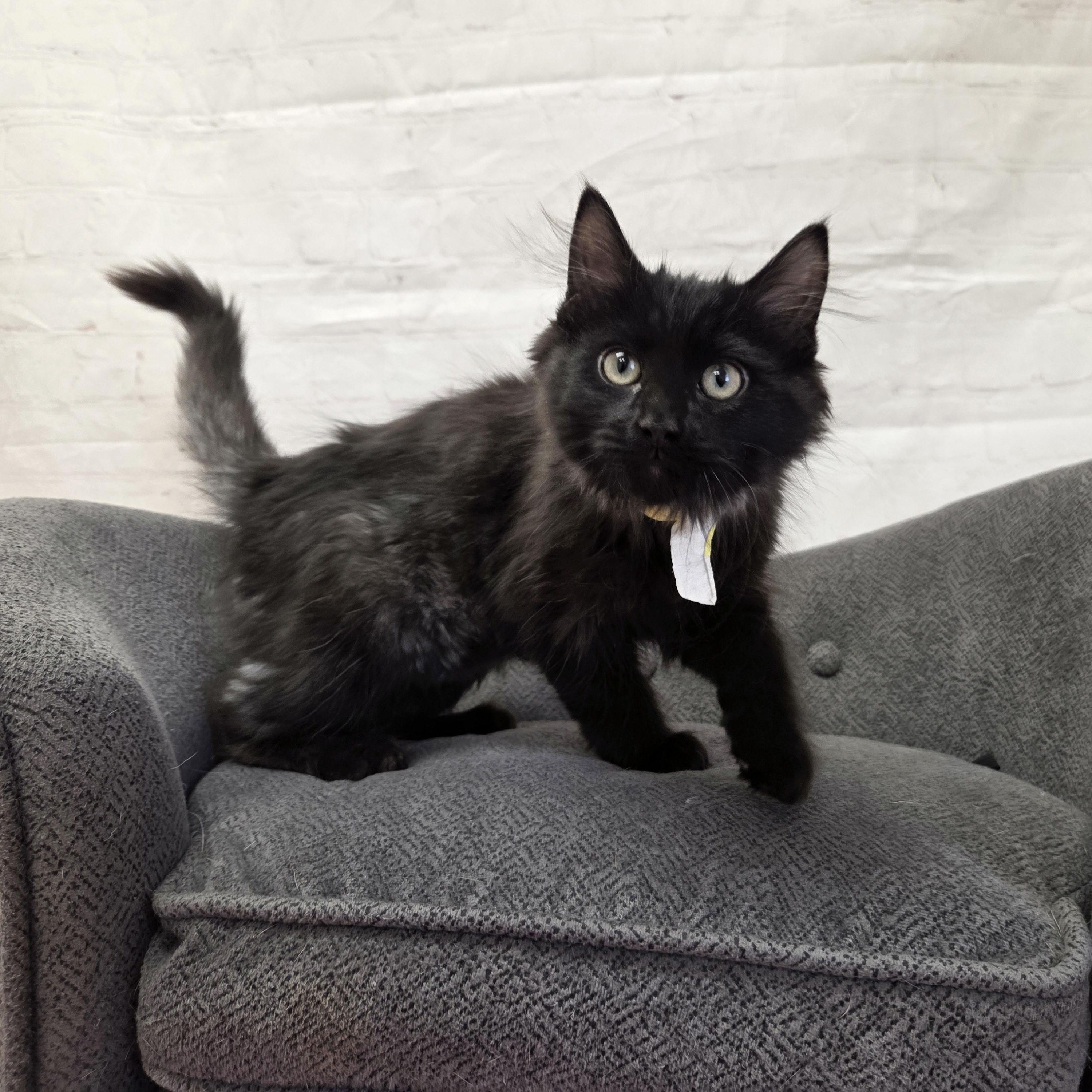 Enlarge Narwahl, an adopted Domestic Medium Hair in Red Wing, MN image 3/4