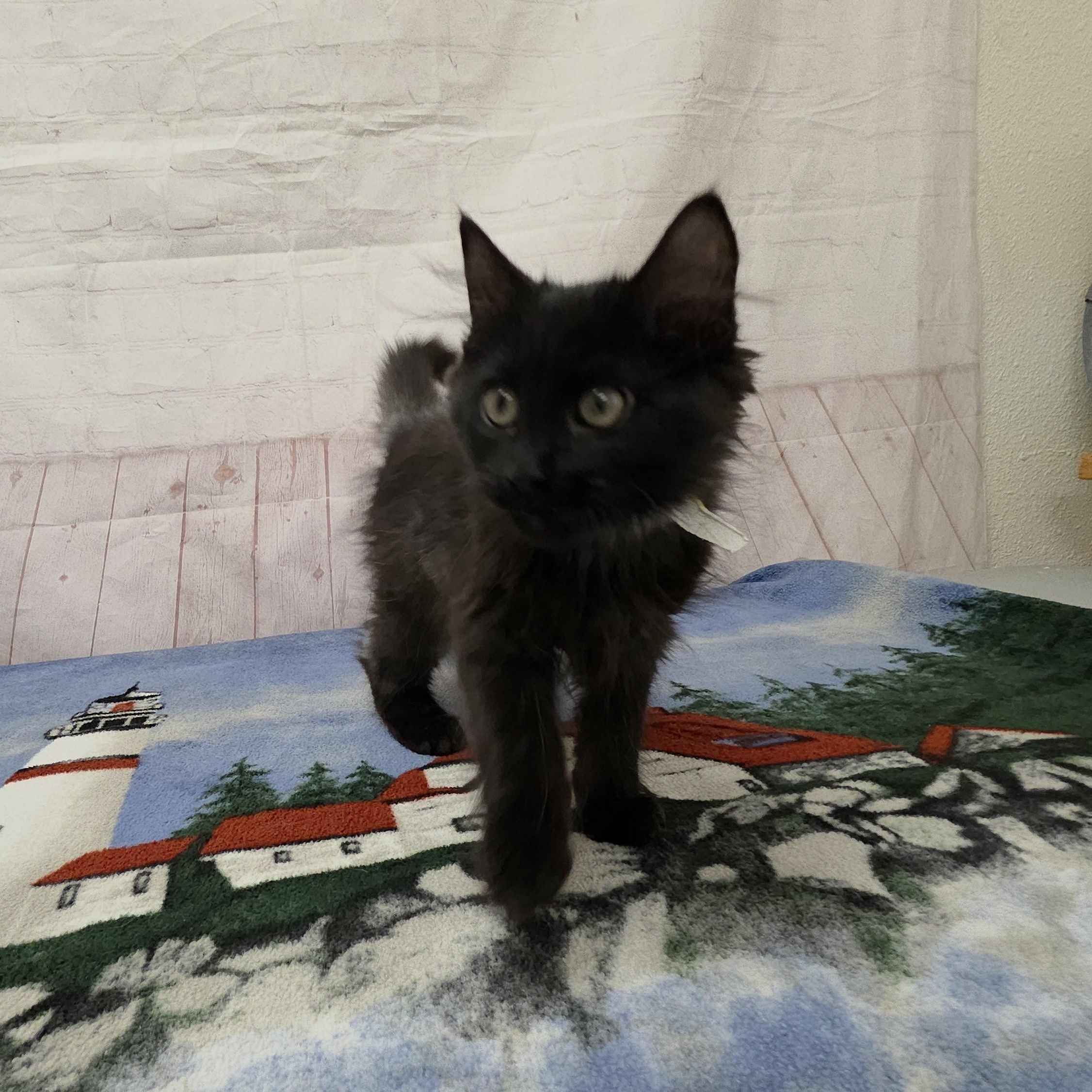 Enlarge Narwahl, an adopted Domestic Medium Hair in Red Wing, MN image 2/4