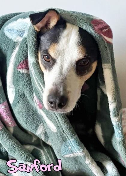 Enlarge Sanford (in foster), a Adoptable mixed breed in Mason, MI image 1/3