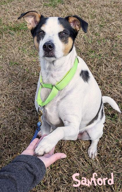 Enlarge Sanford (in foster), a Adoptable mixed breed in Mason, MI image 2/3