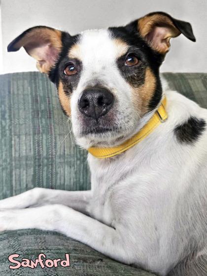 Enlarge Sanford (in foster), a Adoptable mixed breed in Mason, MI image 3/3