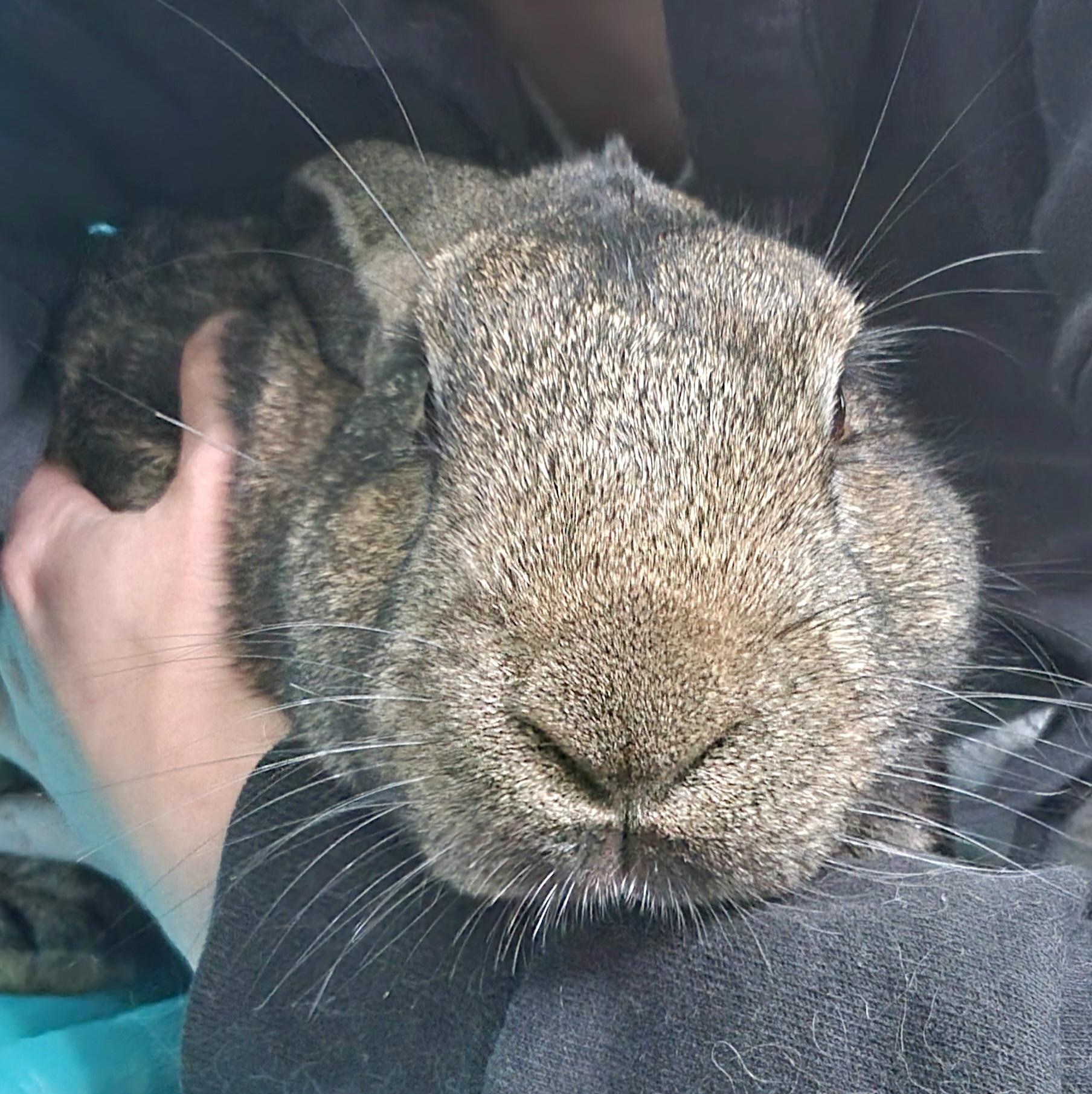 Enlarge Charlie, a Adopted mixed breed in Pittsburgh, PA image 6/6