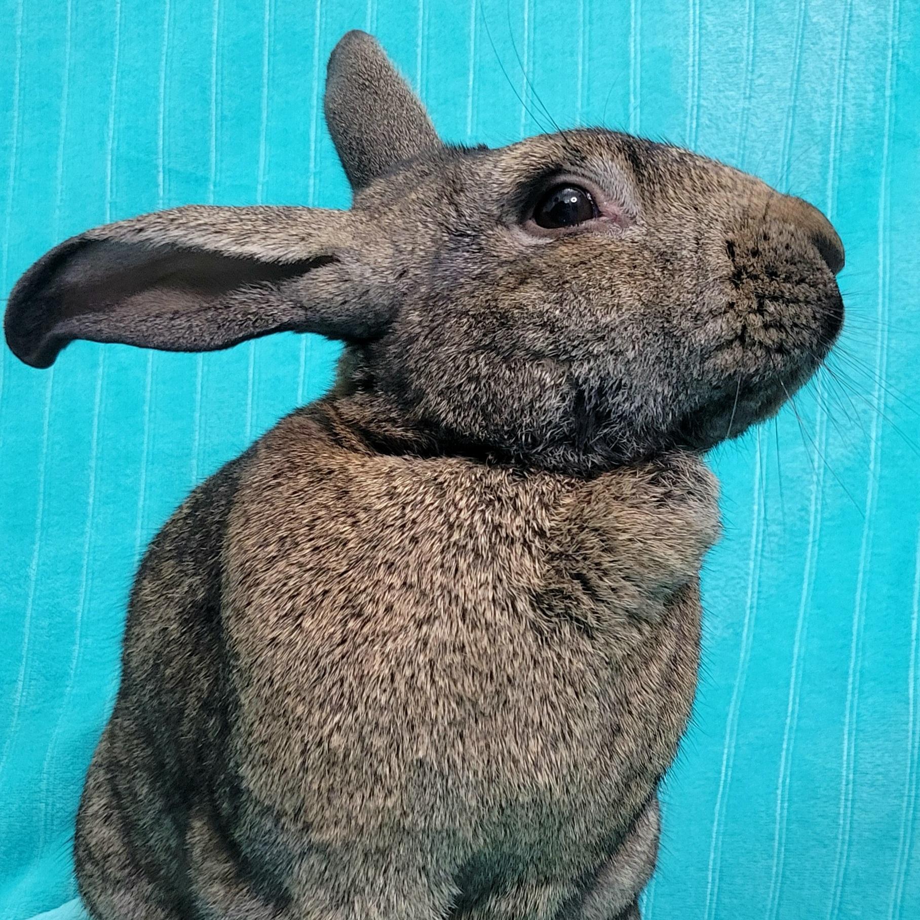 Enlarge Charlie, a Adopted mixed breed in Pittsburgh, PA image 4/6