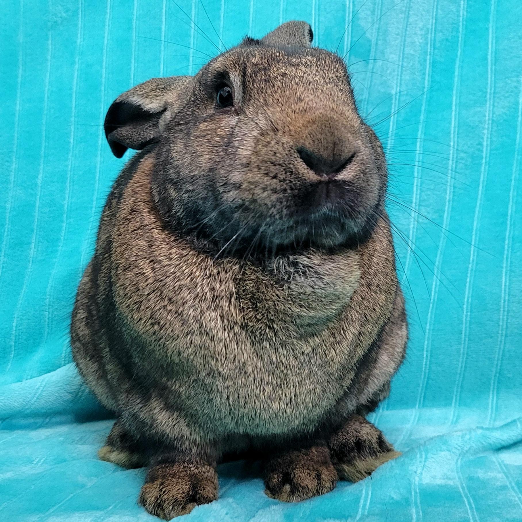 Enlarge Charlie, a Adopted mixed breed in Pittsburgh, PA image 2/6