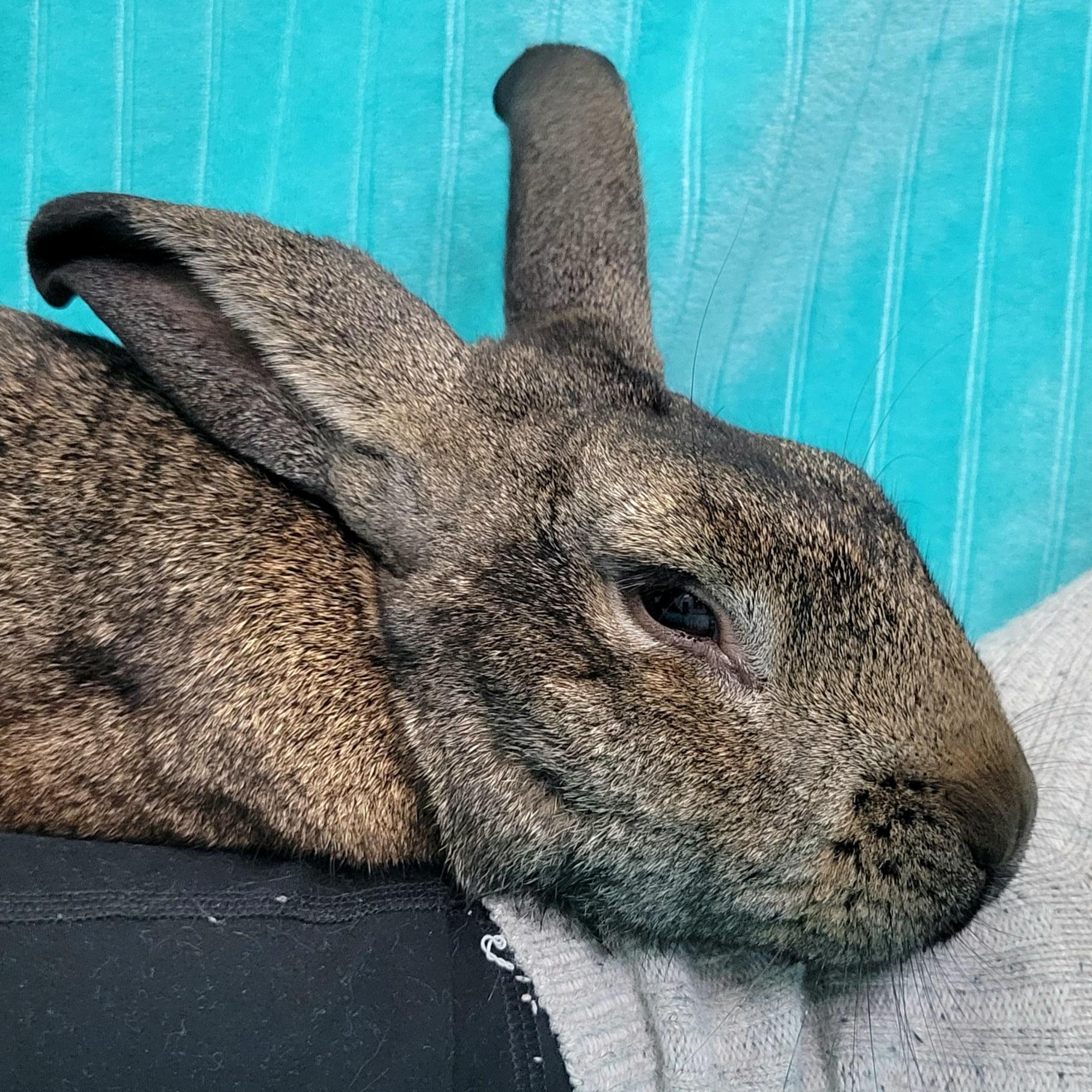 Enlarge Charlie, a Adopted mixed breed in Pittsburgh, PA image 5/6