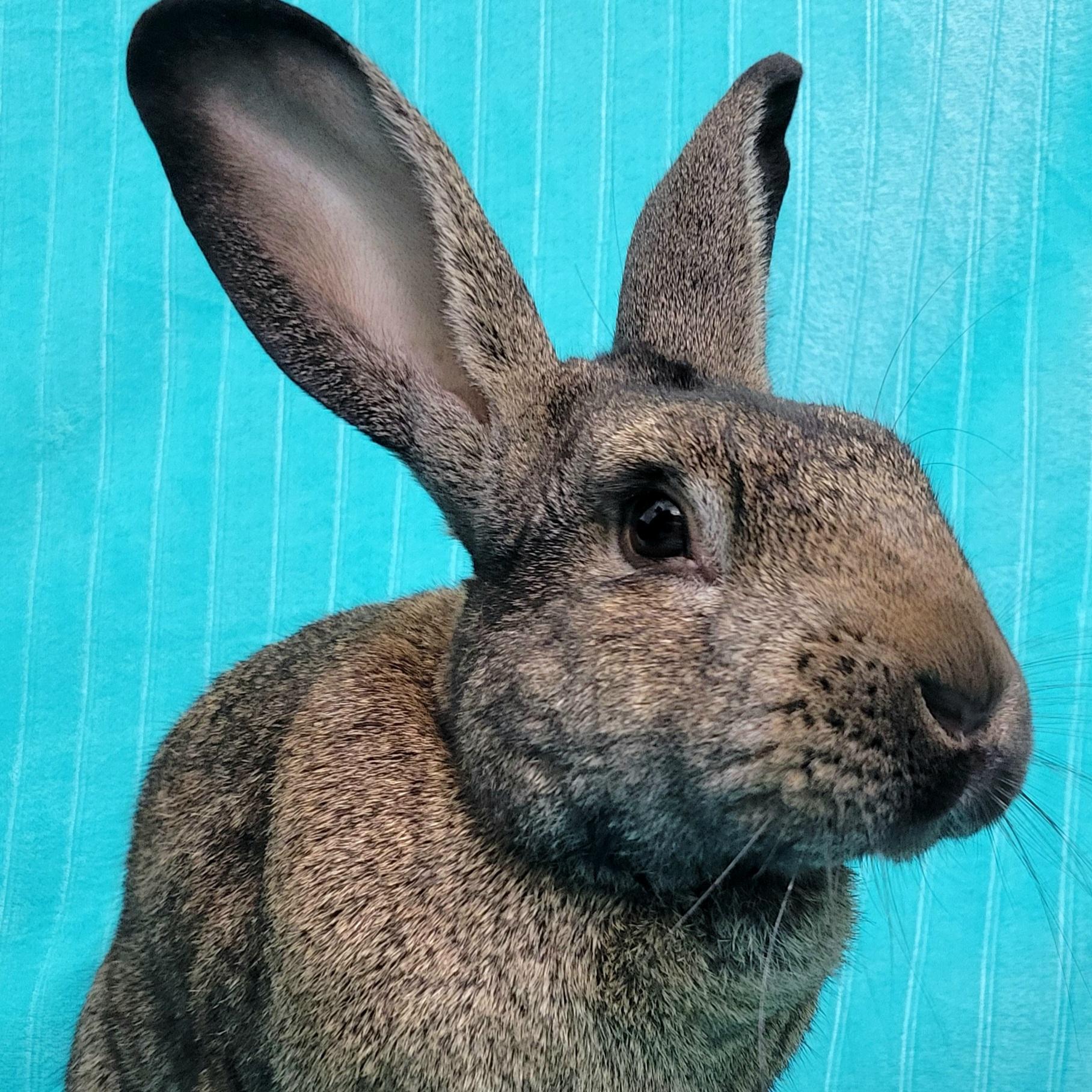 Charlie, Adopted, Adult Male Flemish Giant.