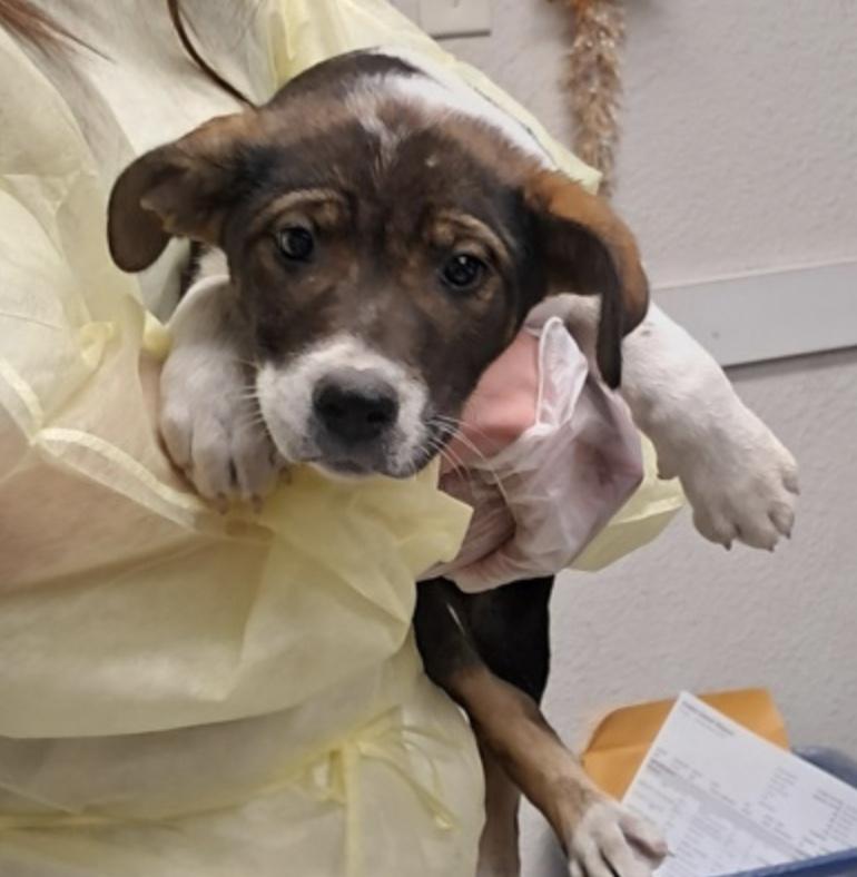 Enlarge Aubrey, an adopted Shepherd in Hollister, MO image 2/3