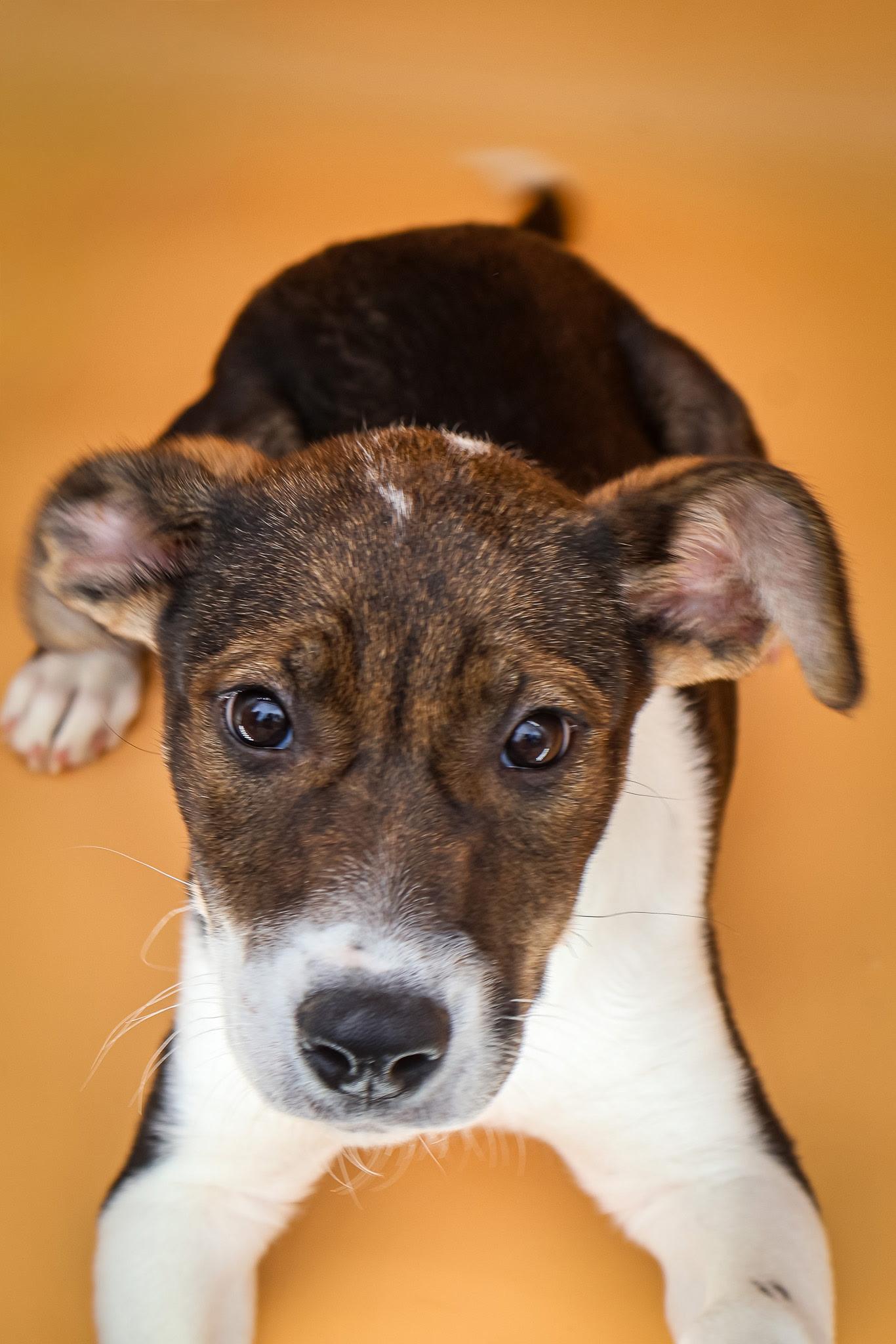 Enlarge Aubrey, an adopted Shepherd in Hollister, MO image 3/3