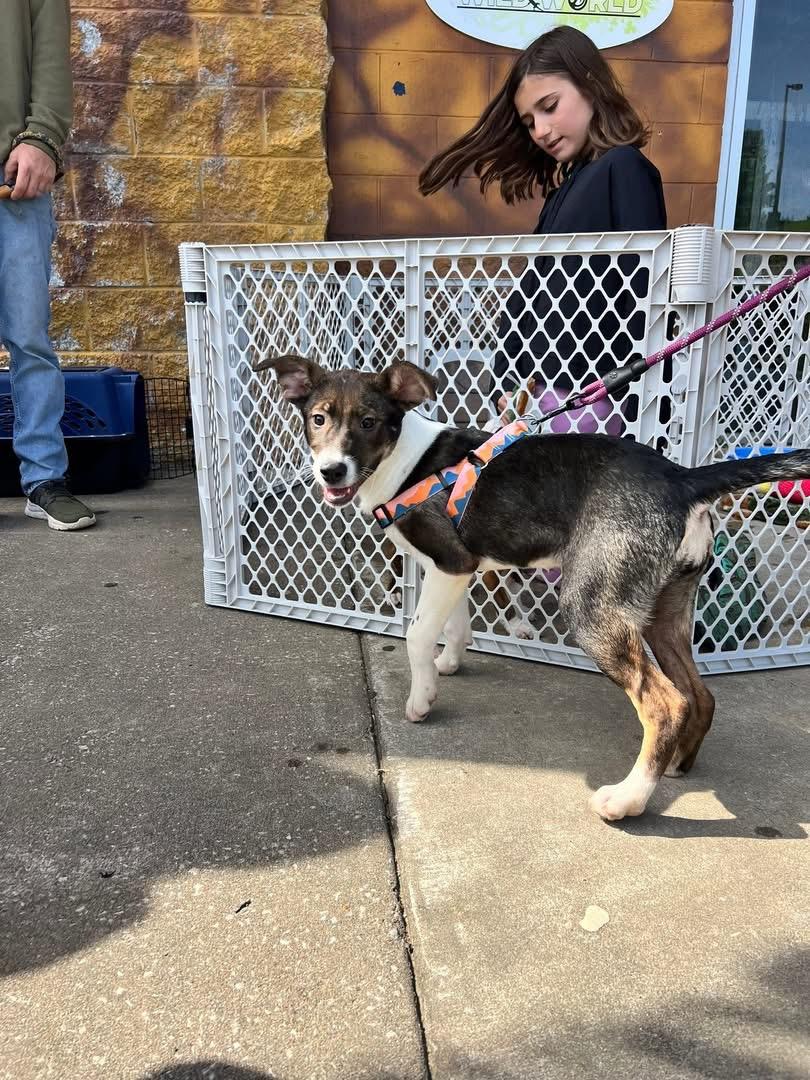 Aubrey, adoptable, Puppy Female Shepherd.