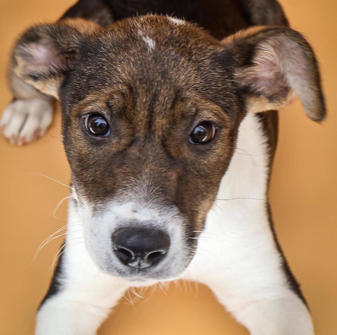 Aubrey, adopted, Puppy Female Shepherd.