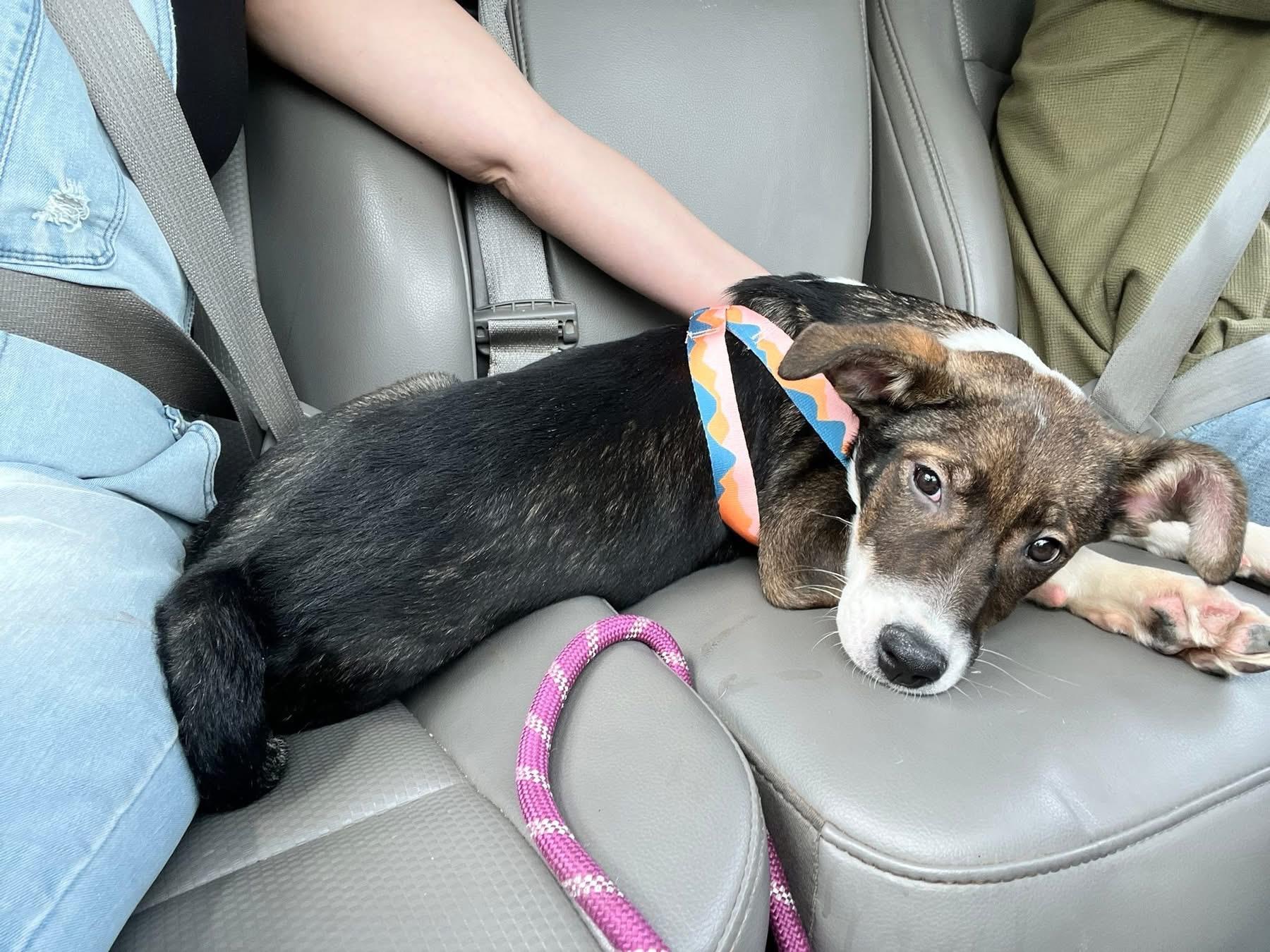 Aubrey, an adoptable mixed breed in Hollister, MO image 4/5