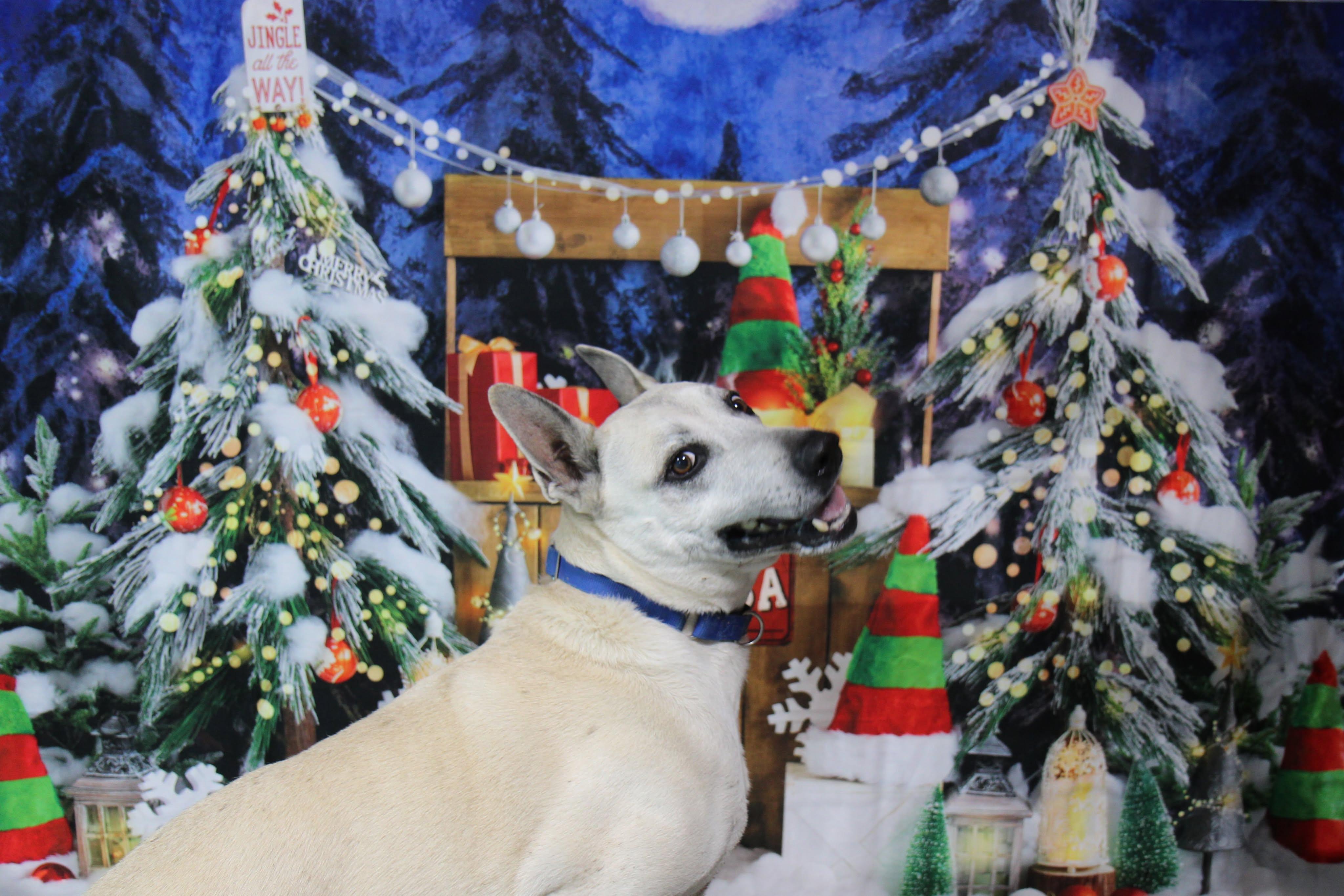 Enlarge SHEP***foster or adopt***, a Adoptable mixed breed in Plain City, OH image 1/6