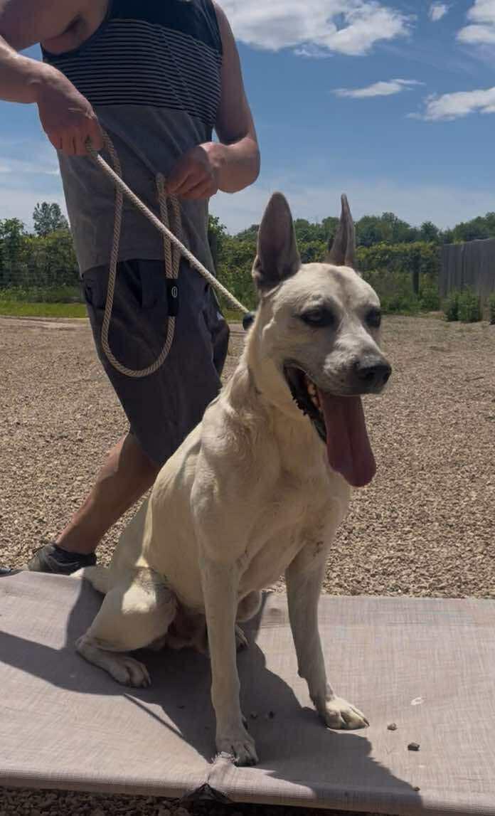 SHEP***foster or adopt***, Adoptable, Adult Male Shepherd & Carolina Dog.