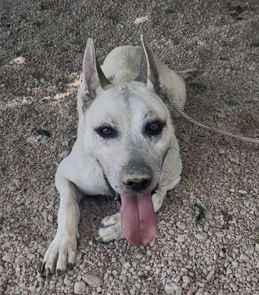 SHEP***foster or adopt***