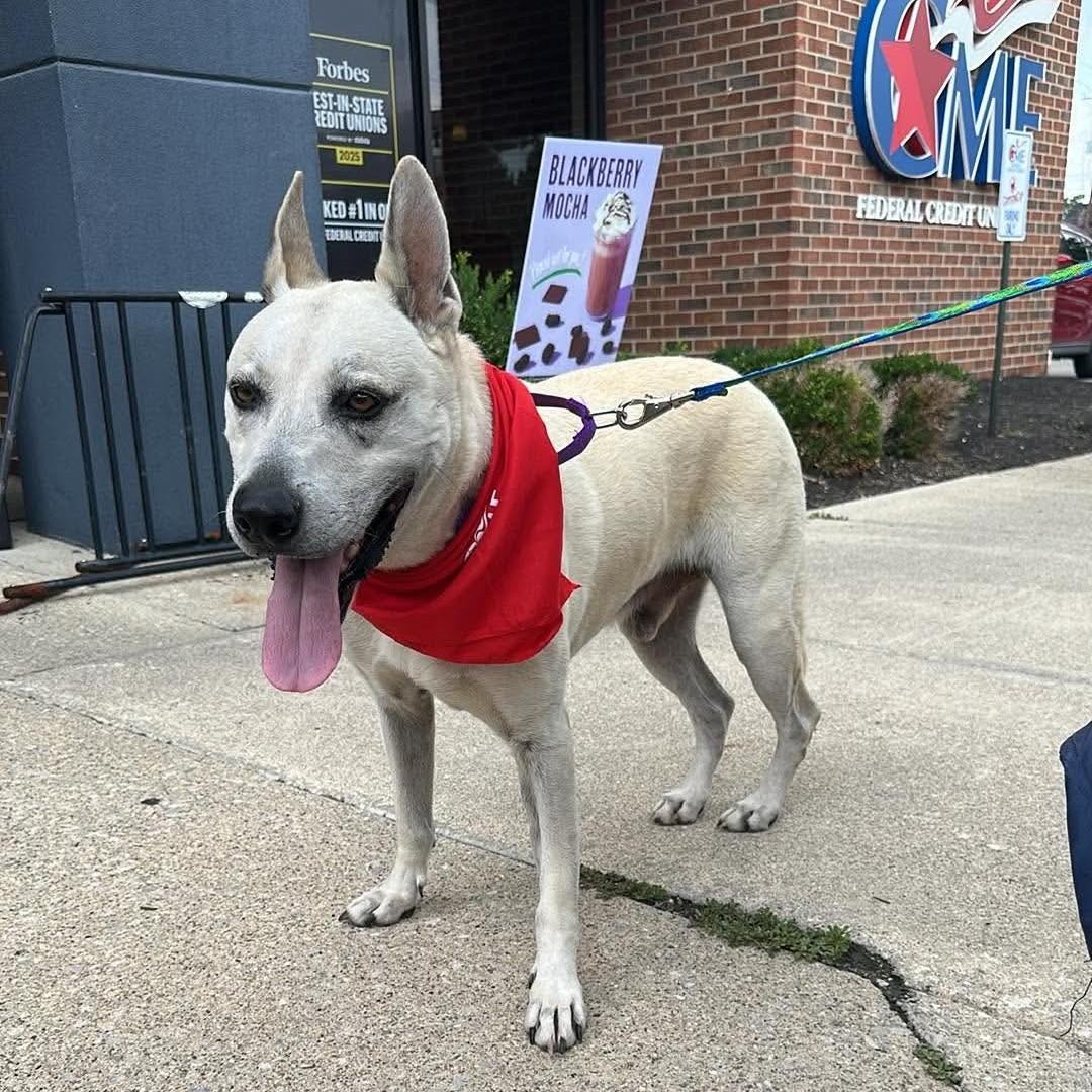 SHEP***foster or adopt***, a Adoptable mixed breed in Plain City, OH image 2/5