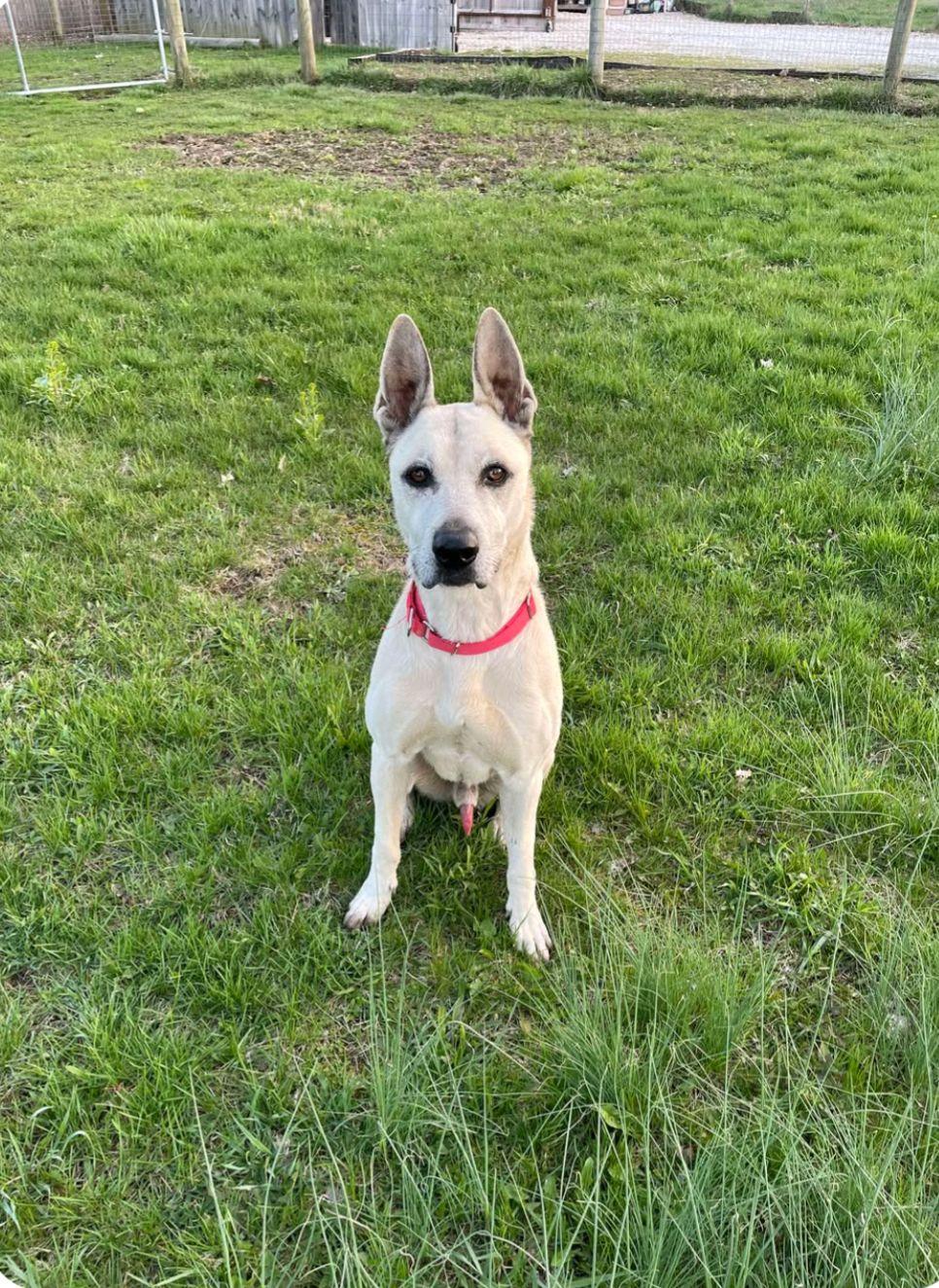 SHEP***foster or adopt***, Adoptable, Adult Male Shepherd & Carolina Dog.