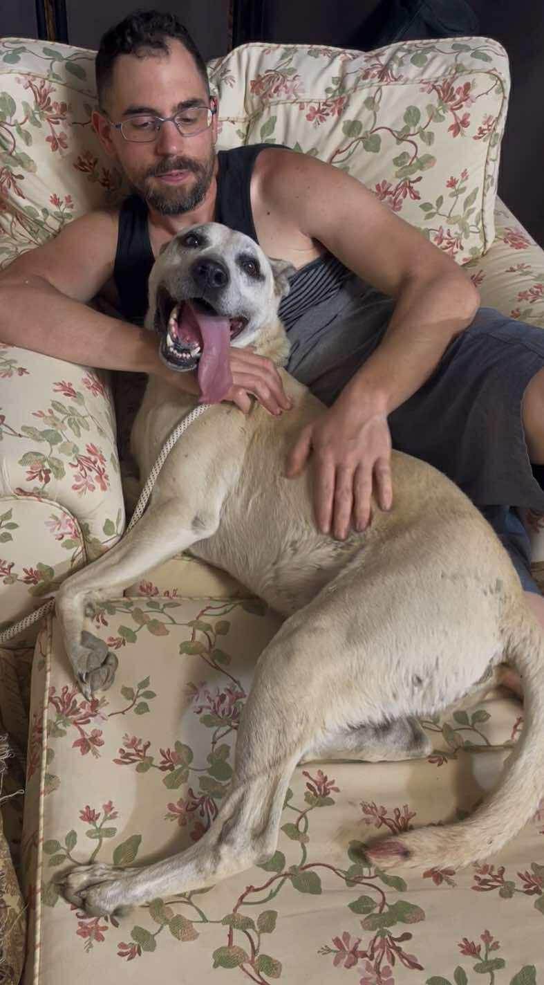 SHEP***foster or adopt***