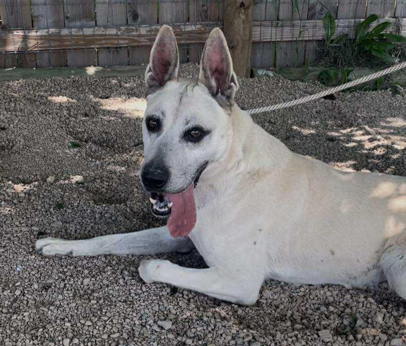 SHEP***foster or adopt***