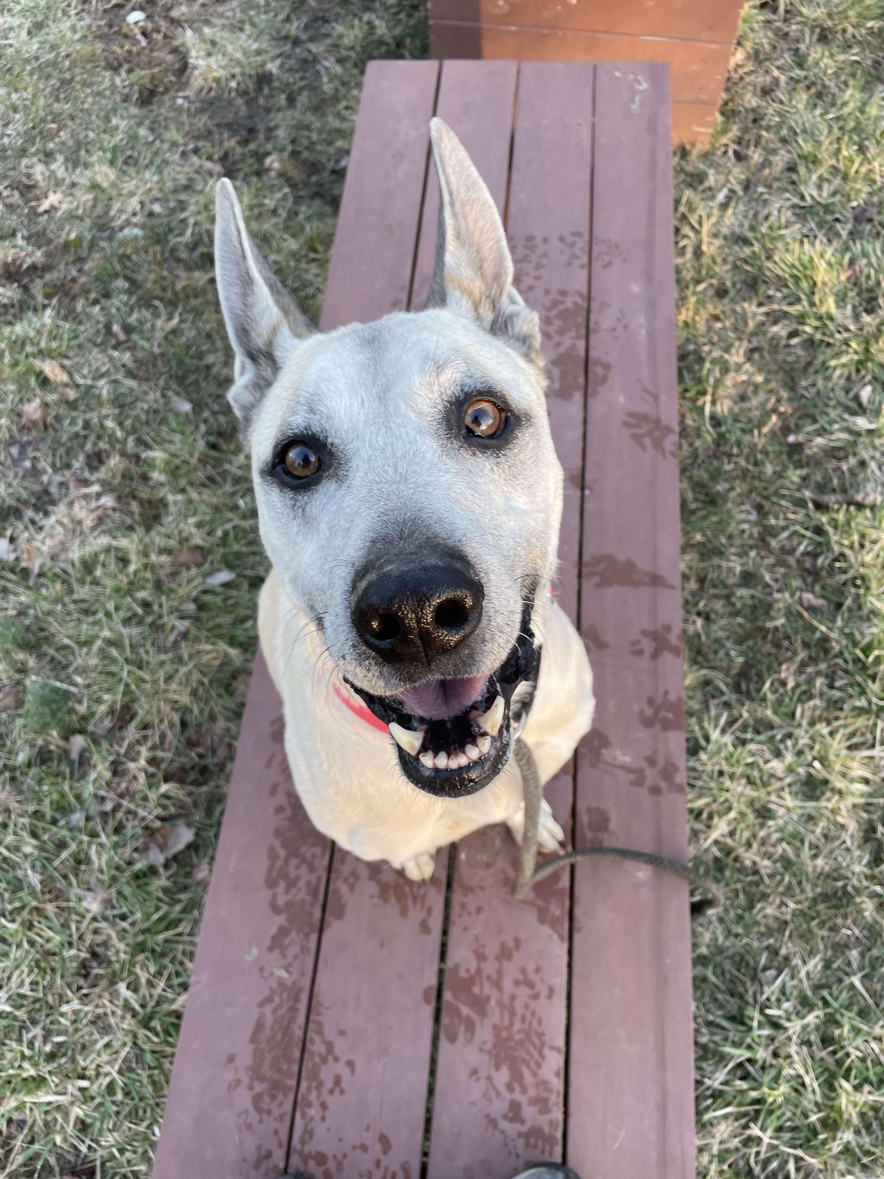 SHEP***foster or adopt***, Adoptable, Adult Male Shepherd & Carolina Dog.