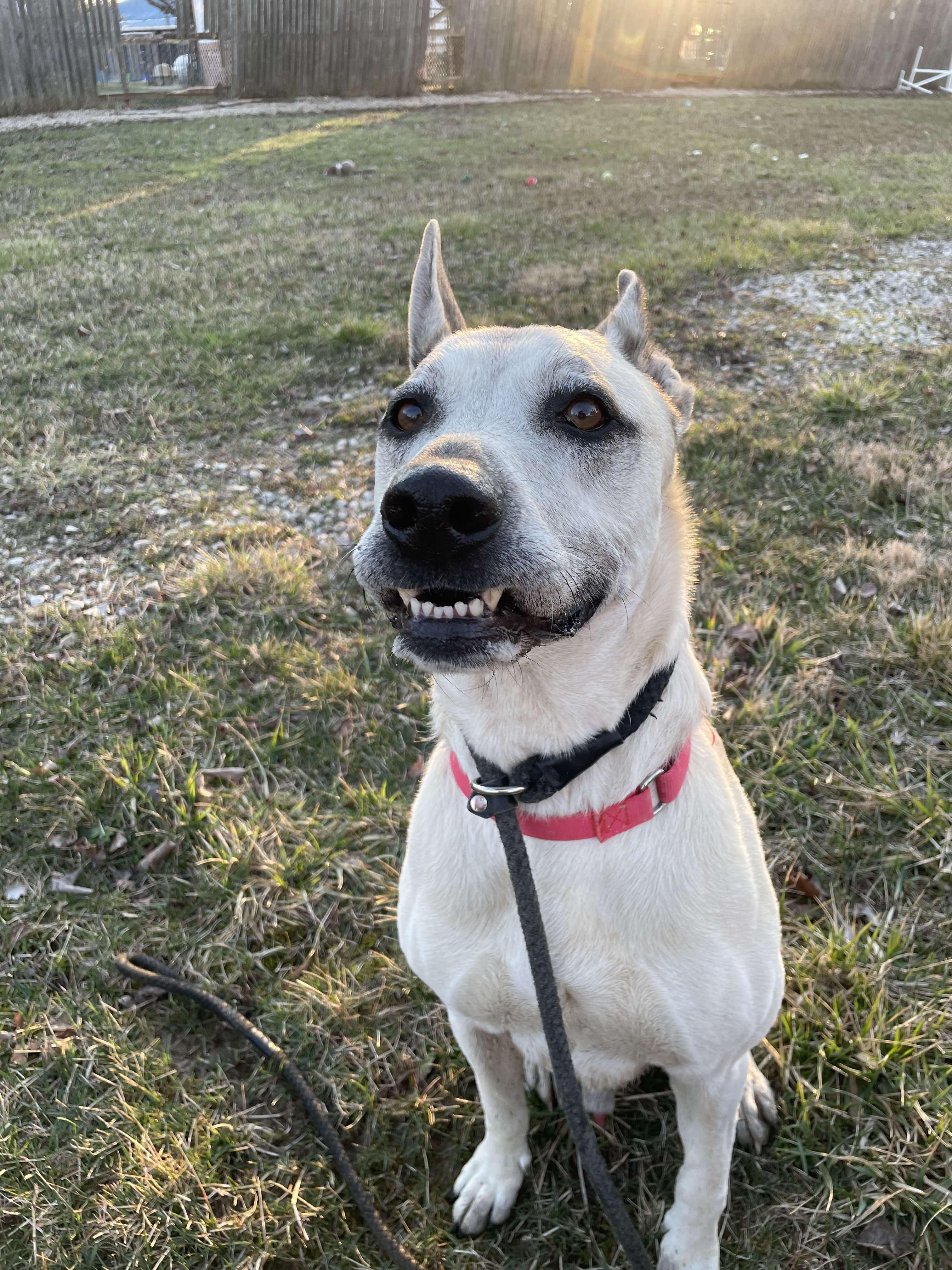 Enlarge SHEP***foster or adopt***, a Adoptable mixed breed in Plain City, OH image 2/6