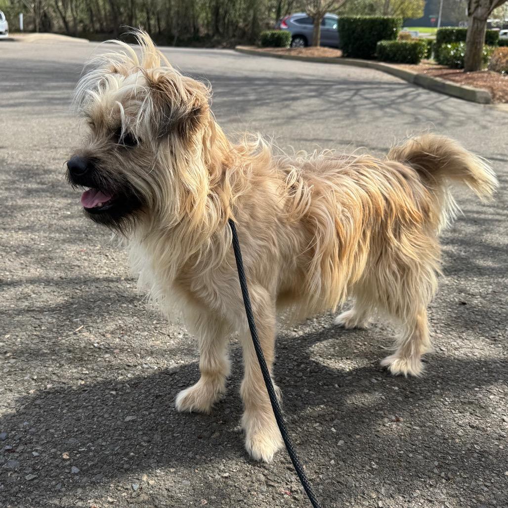 Enlarge Harry, a Adoptable mixed breed in Newberg, OR image 1/6