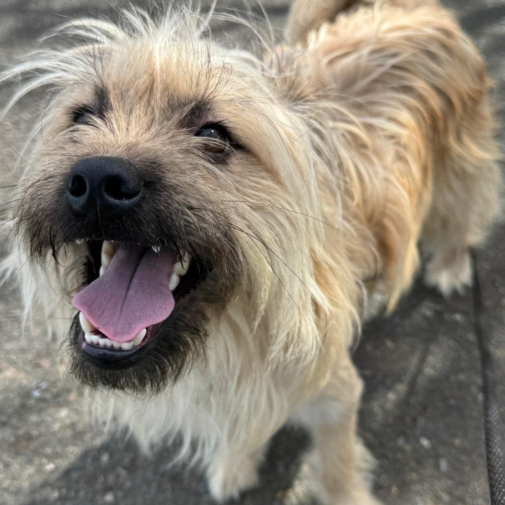 Enlarge Harry, a Adoptable mixed breed in Newberg, OR image 2/6