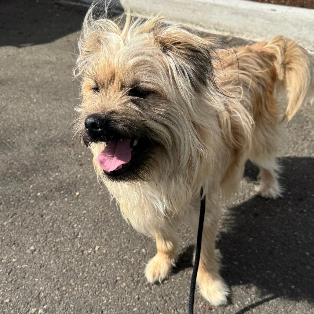 Enlarge Harry, a Adoptable mixed breed in Newberg, OR image 3/6
