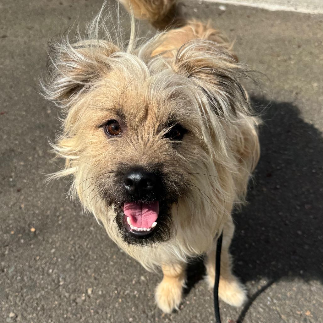 Enlarge Harry, a Adoptable mixed breed in Newberg, OR image 4/6