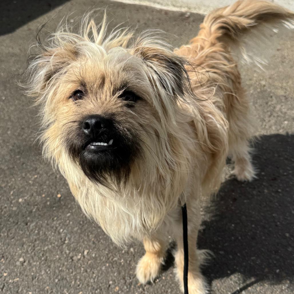 Enlarge Harry, a Adoptable mixed breed in Newberg, OR image 5/6
