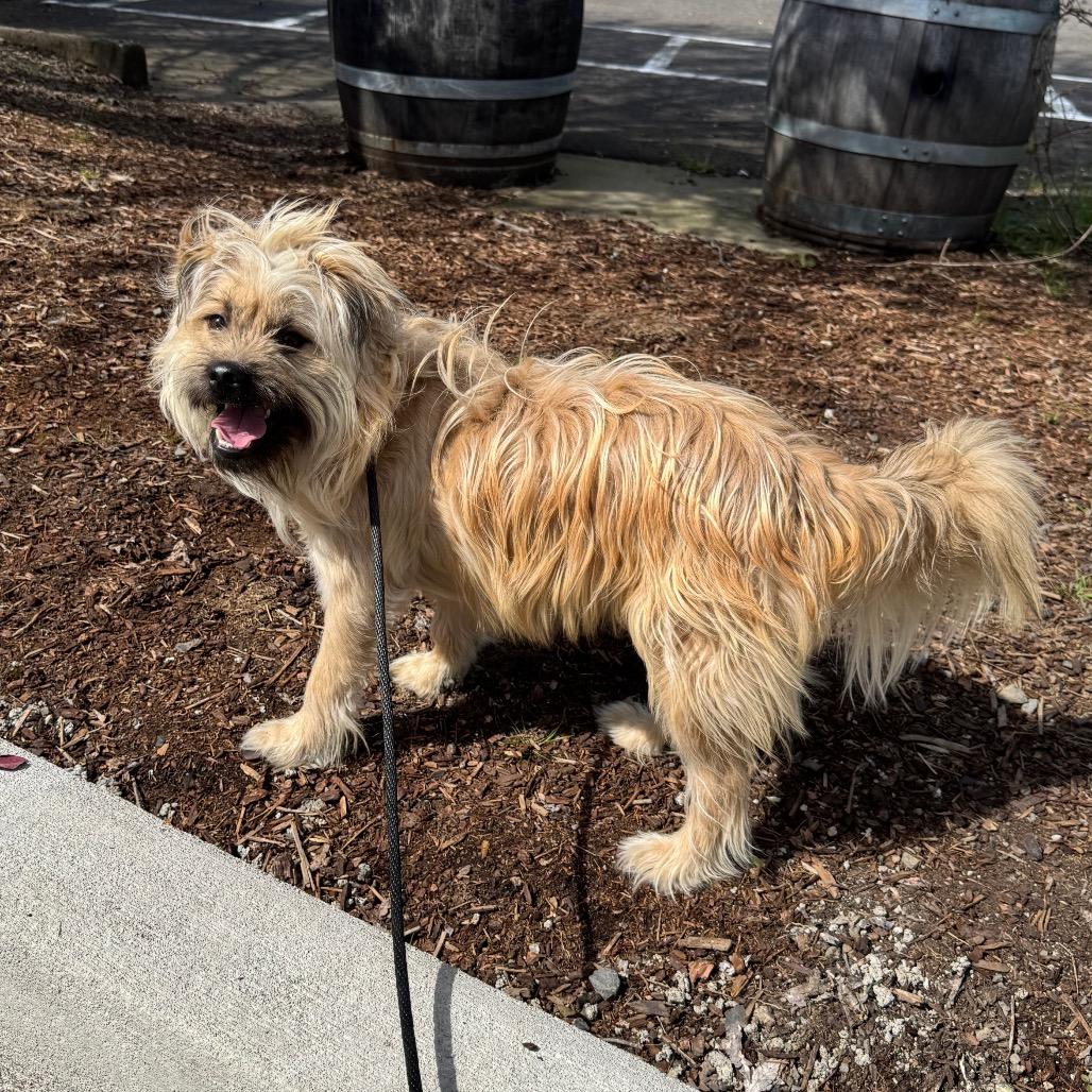 Enlarge Harry, a Adoptable mixed breed in Newberg, OR image 6/6