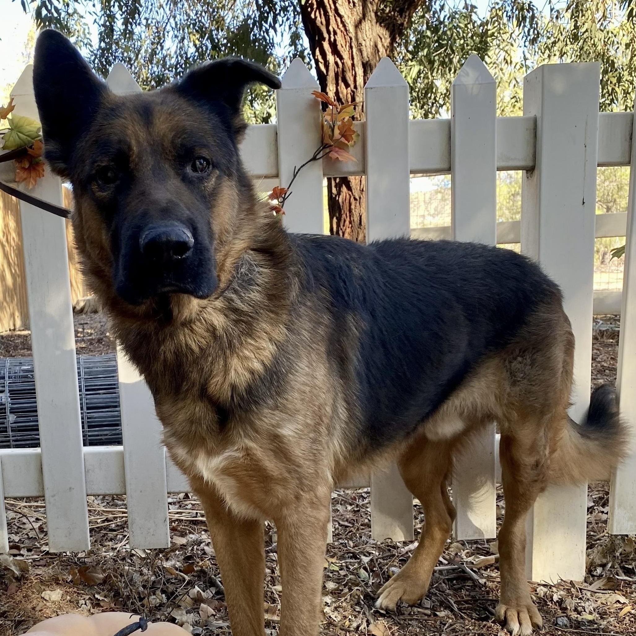 Enlarge Tye, a Adoptable German Shepherd Dog in Acton, CA image 2/5