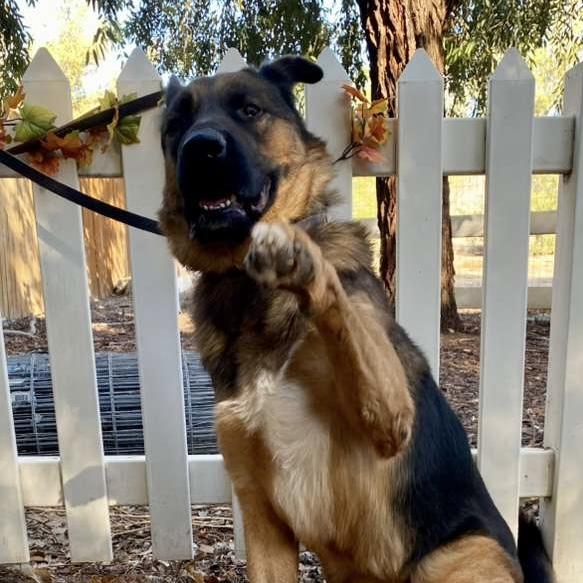 Enlarge Tye, a Adoptable German Shepherd Dog in Acton, CA image 5/5