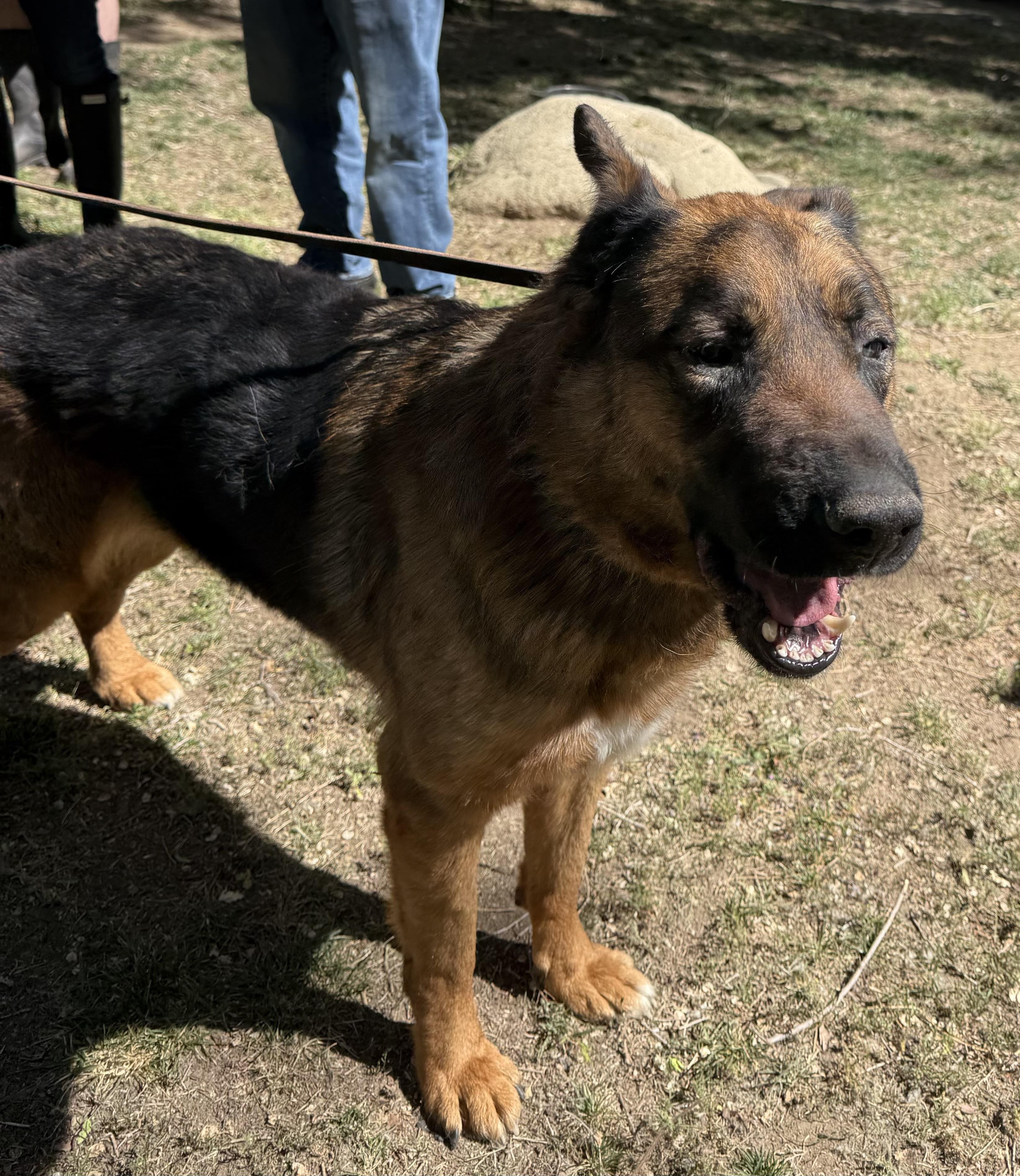 Enlarge Tye, a Adoptable German Shepherd Dog in Acton, CA image 3/5