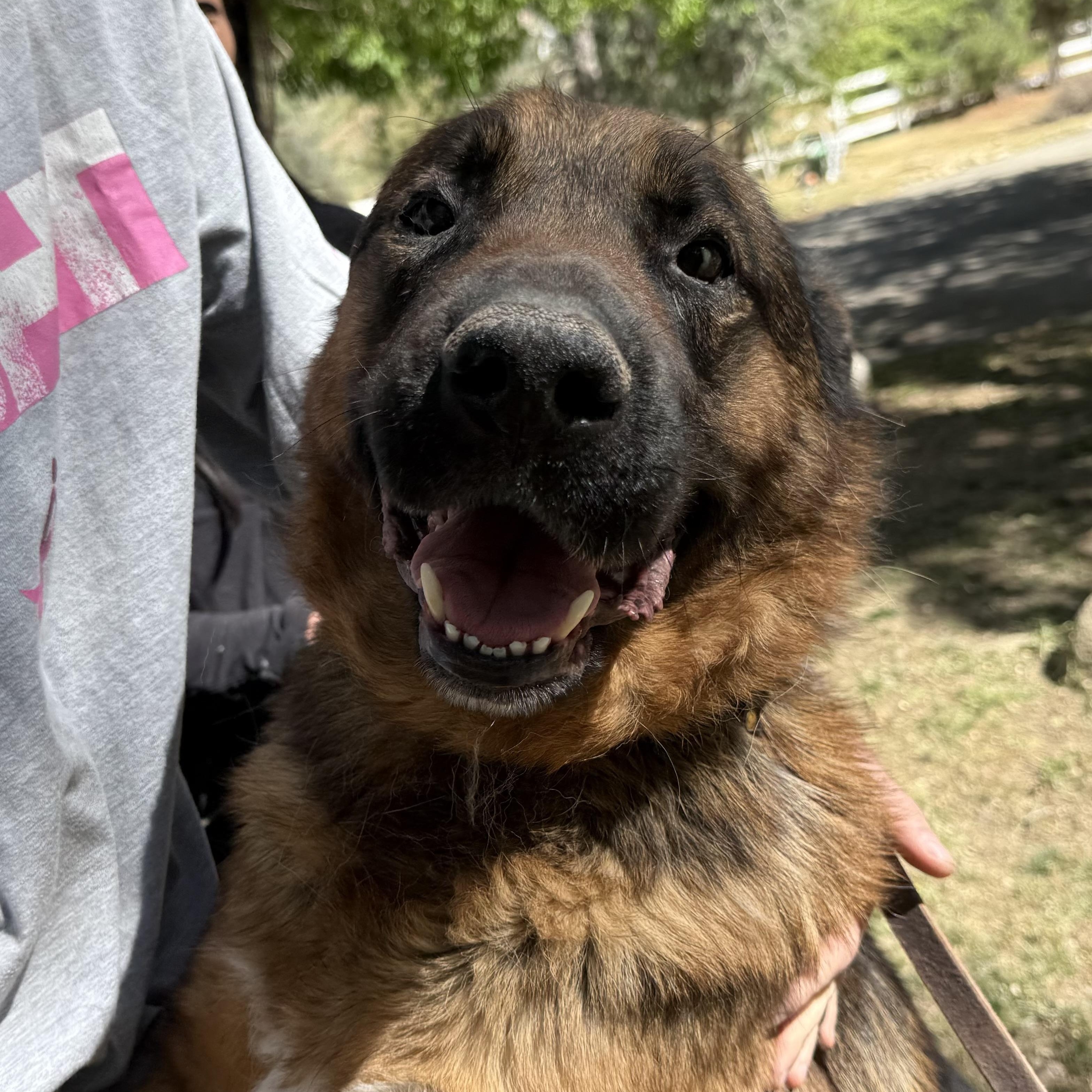 Enlarge Tye, a Adoptable German Shepherd Dog in Acton, CA image 4/5