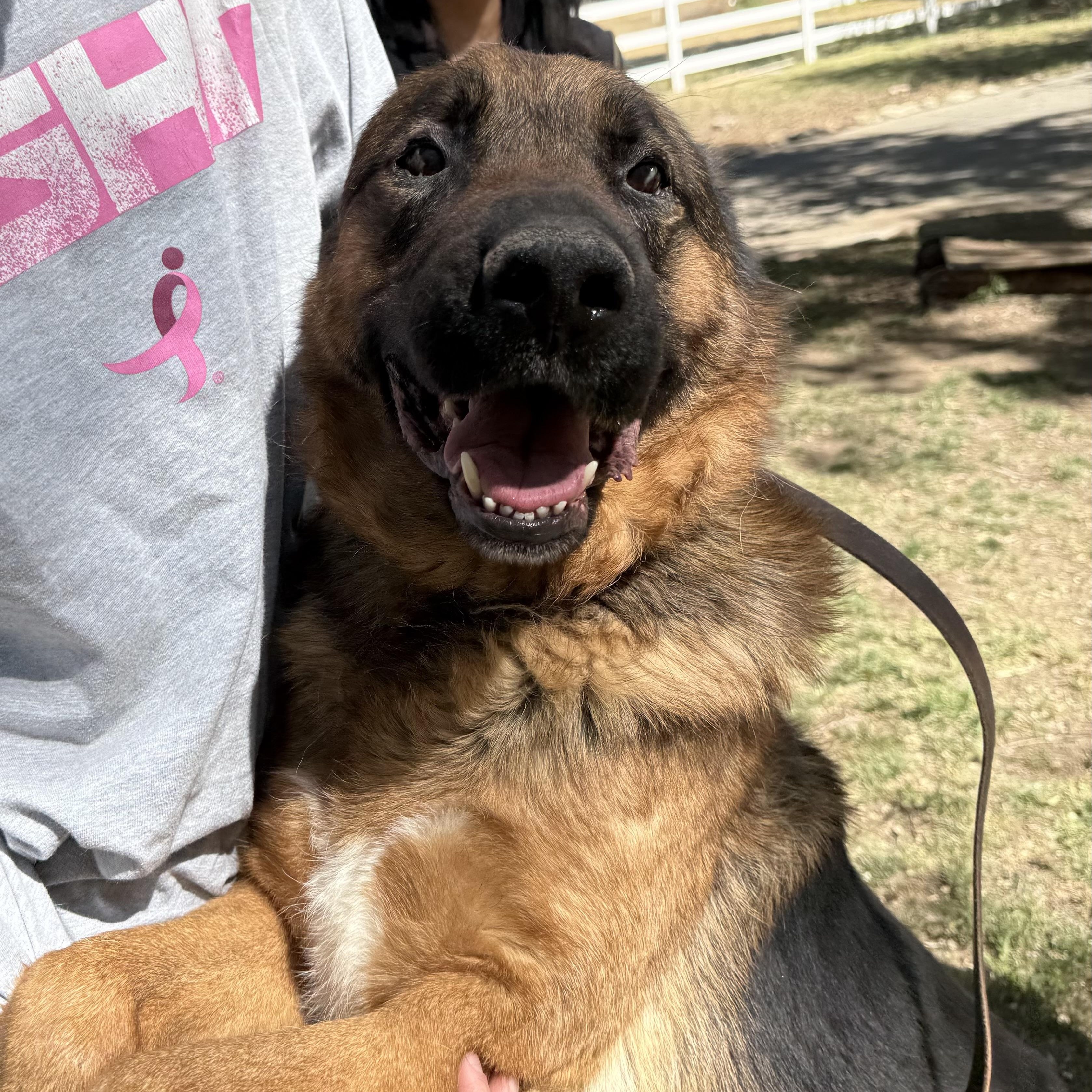 Enlarge Tye, a Adoptable German Shepherd Dog in Acton, CA image 1/5