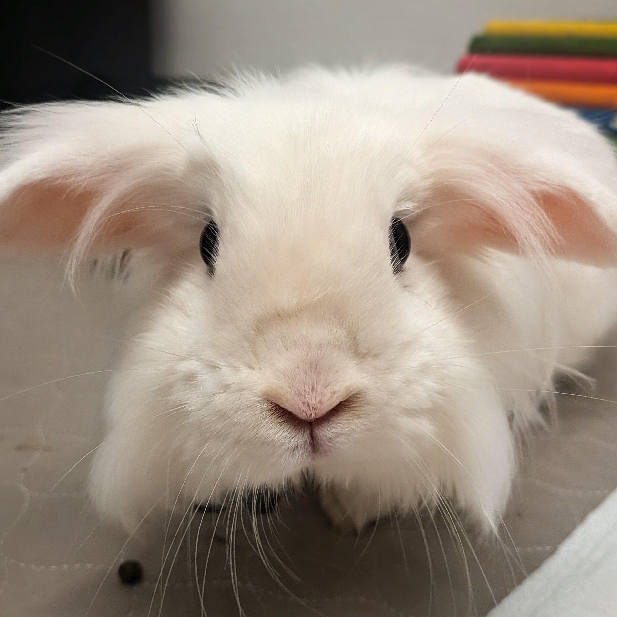 Scoop & Thor, a ADOPTABLE Holland Lop in Medfield, MA image 5/6