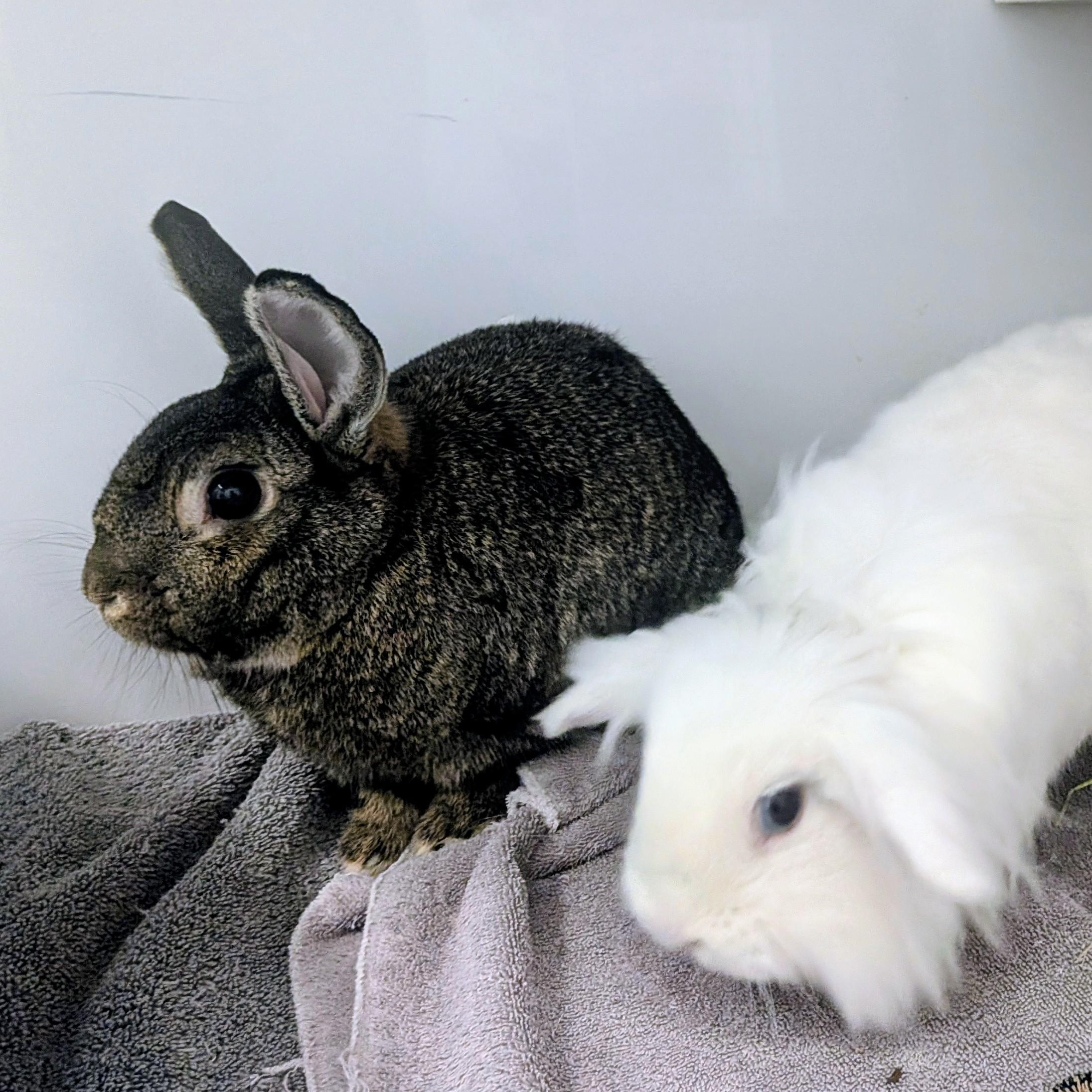 Scoop & Thor, ADOPTABLE, Adult Female Holland Lop.