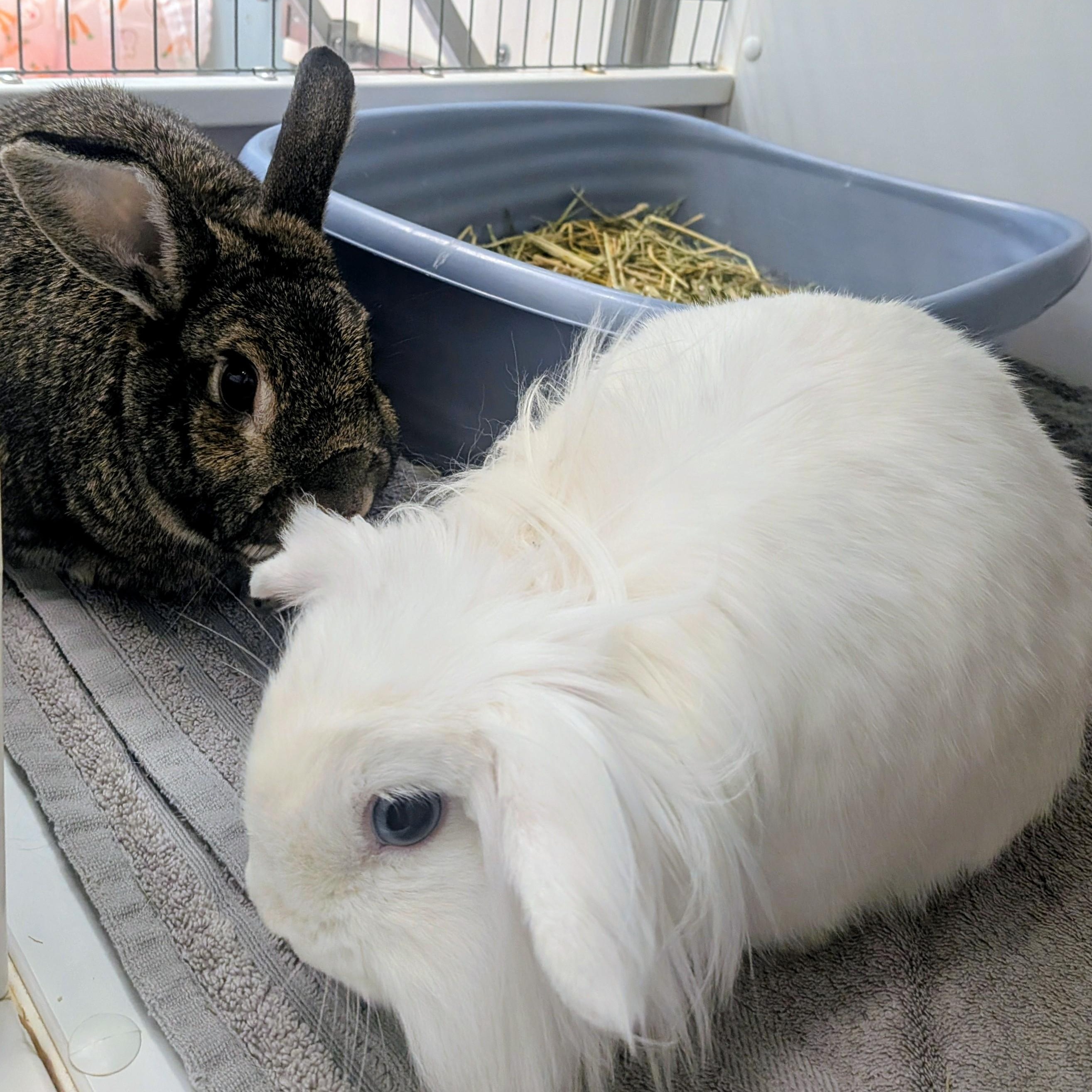 Scoop & Thor, a ADOPTABLE Holland Lop in Medfield, MA image 3/6