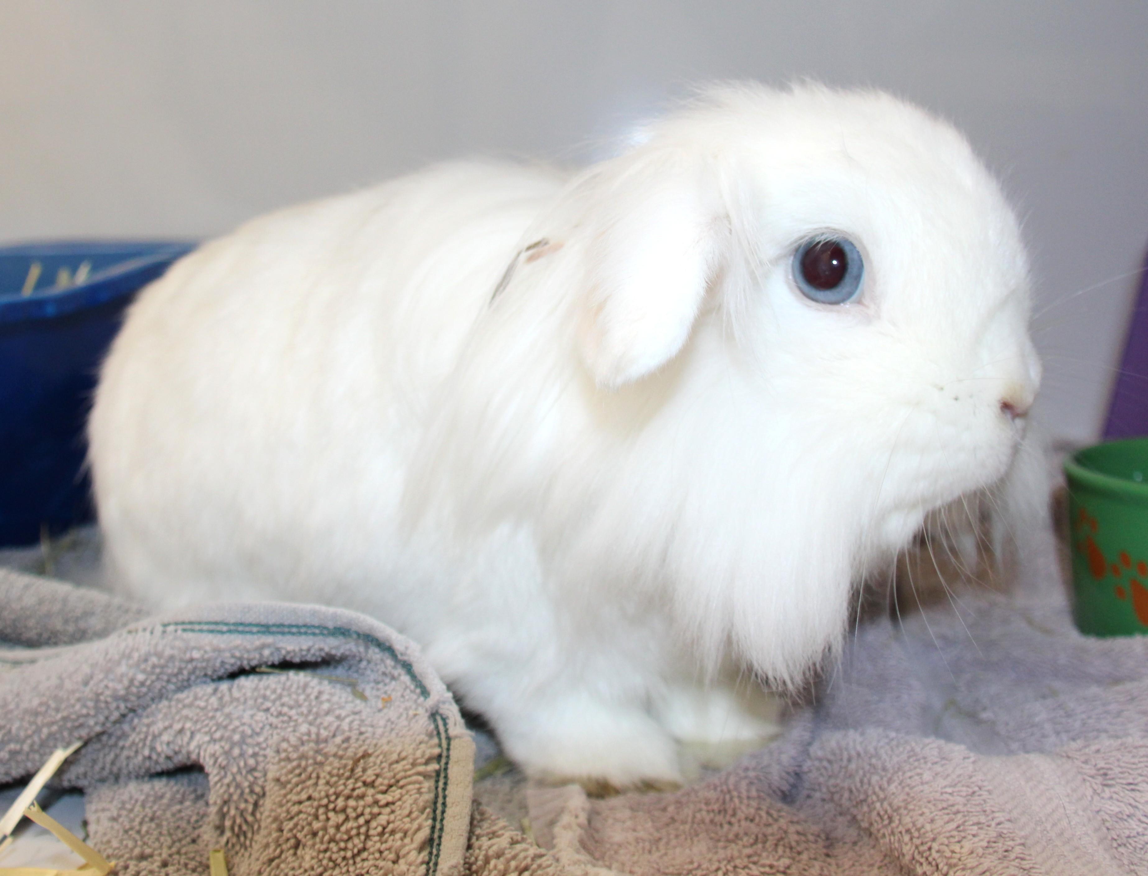 Scoop & Thor, a ADOPTABLE Holland Lop in Medfield, MA image 6/6