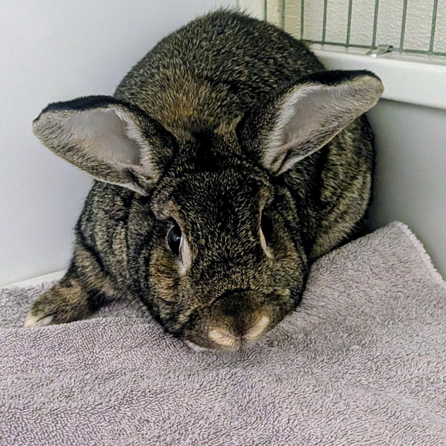 Scoop & Thor, a ADOPTABLE Holland Lop in Medfield, MA image 4/6