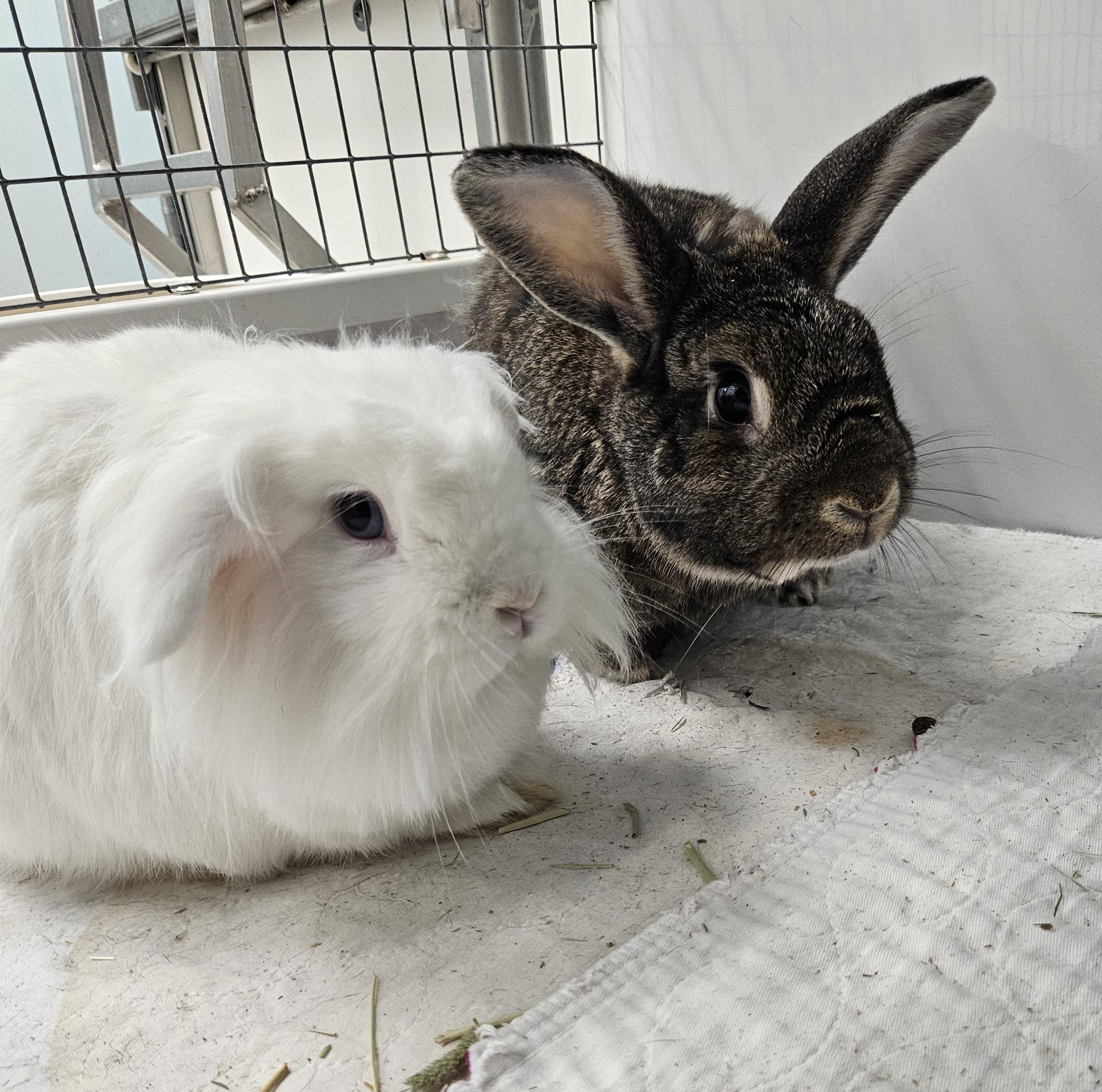 Scoop & Thor, a ADOPTABLE Holland Lop in Medfield, MA image 1/6