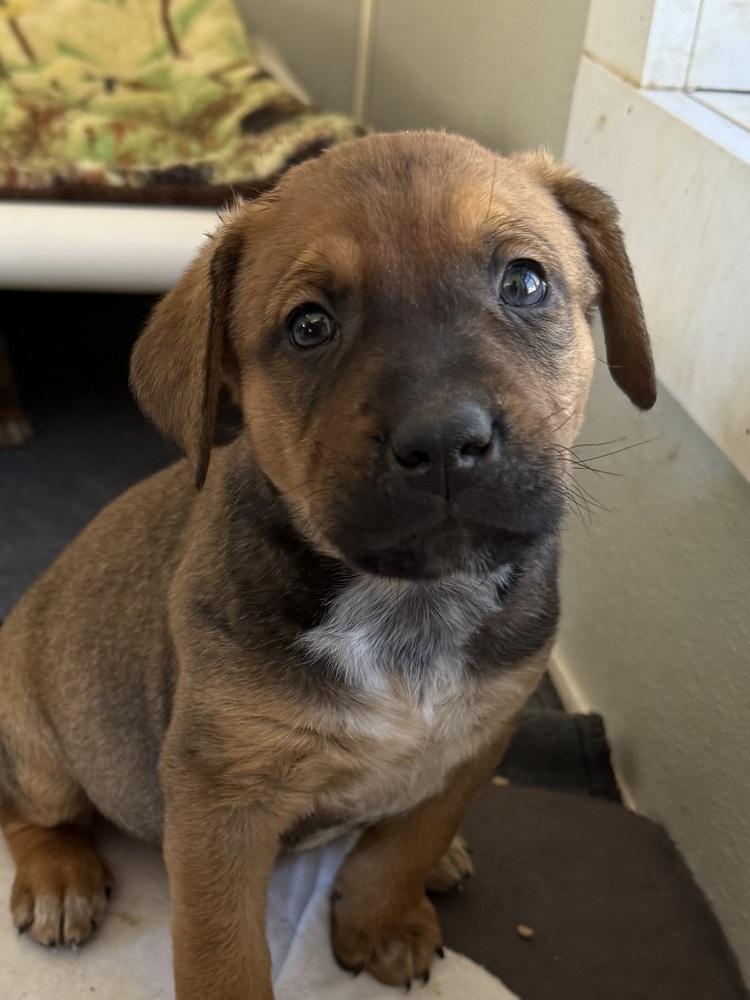 Leprechaun — thumbnail 3