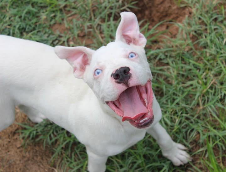 Bumble, a Adoptable mixed breed in Huntington, WV image 5/5
